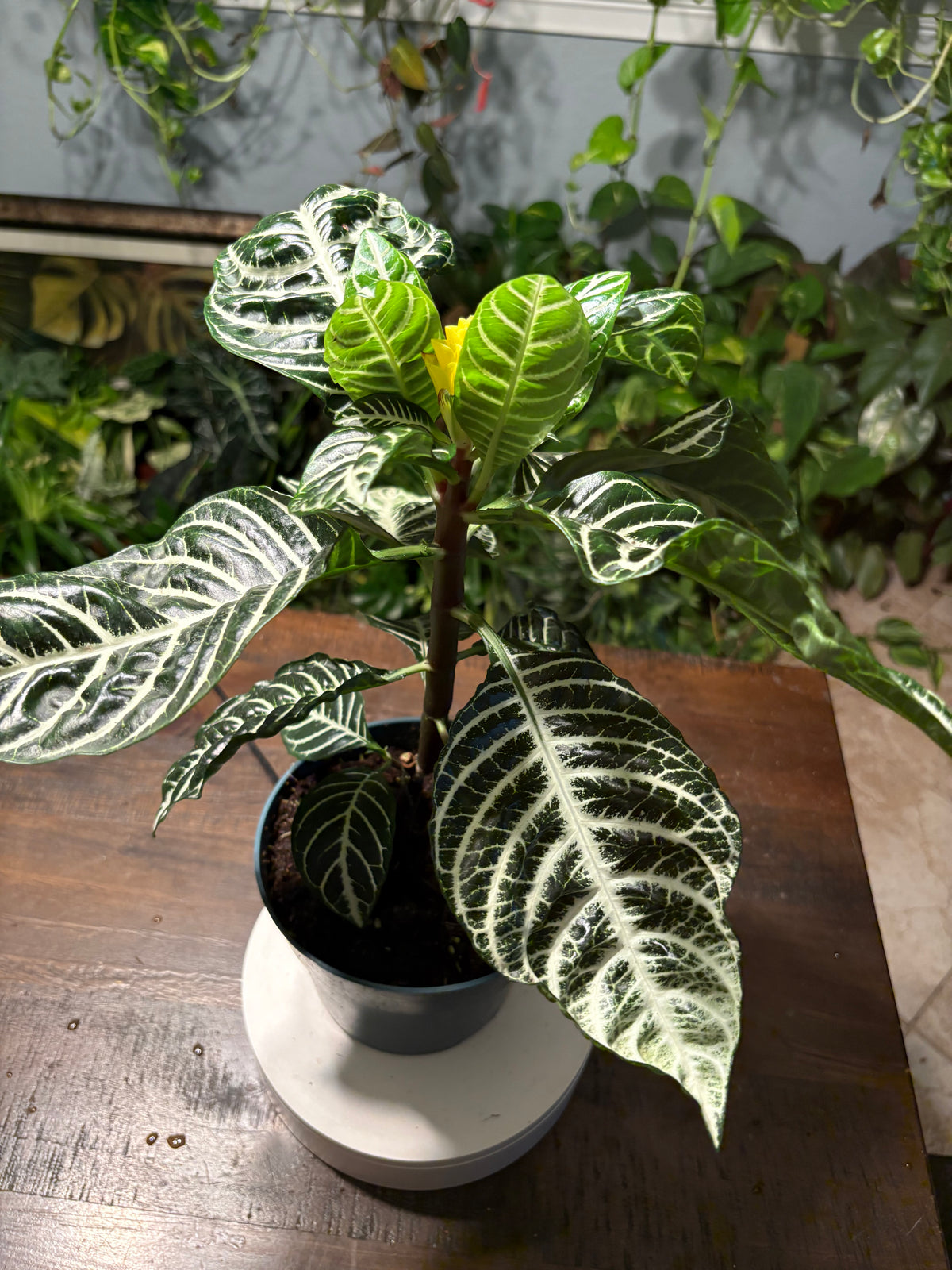 Zebra Plant 6 inch