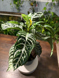 Zebra Plant 6 inch