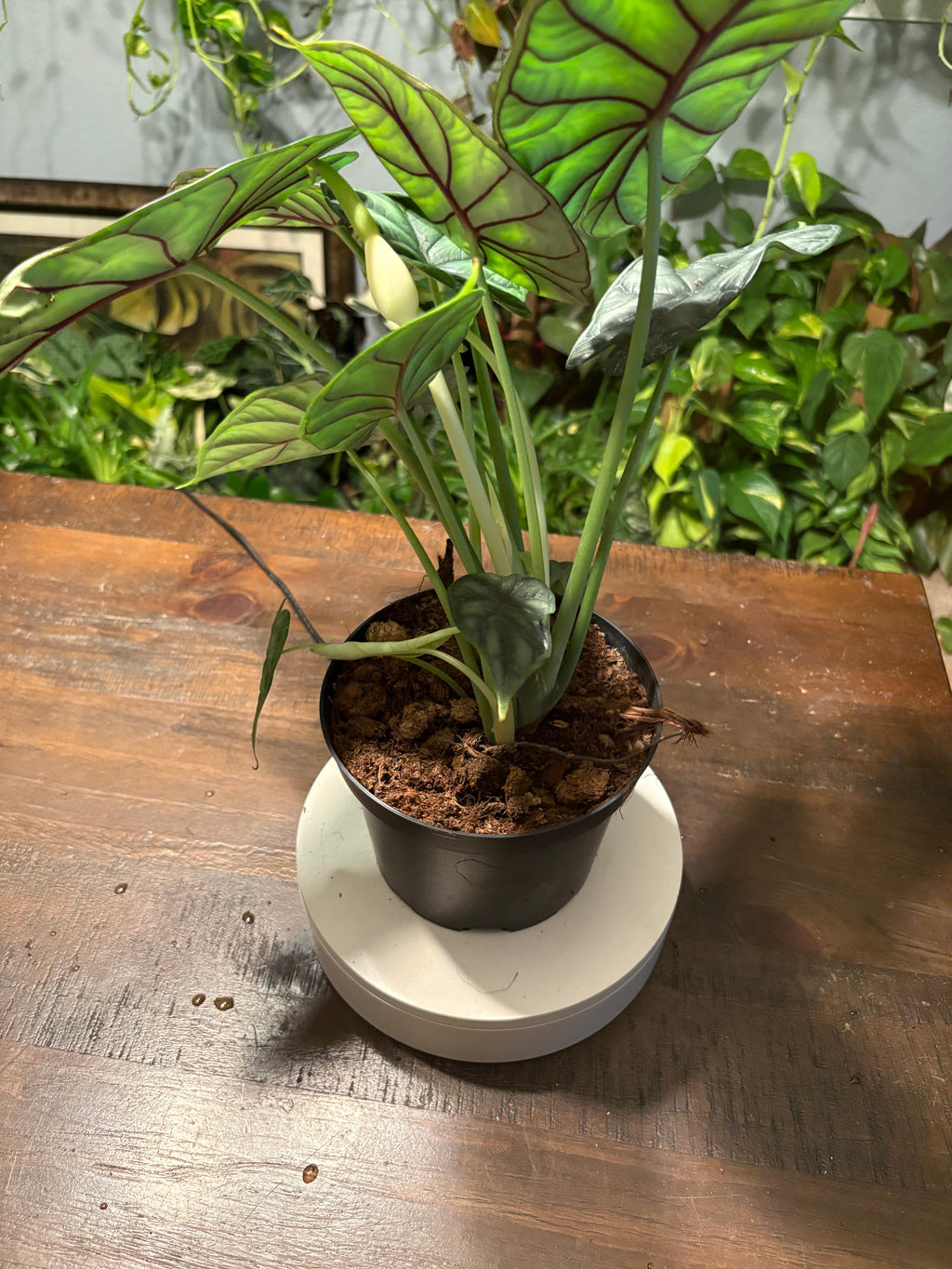 Alocasia Dragon Scale 6 inch