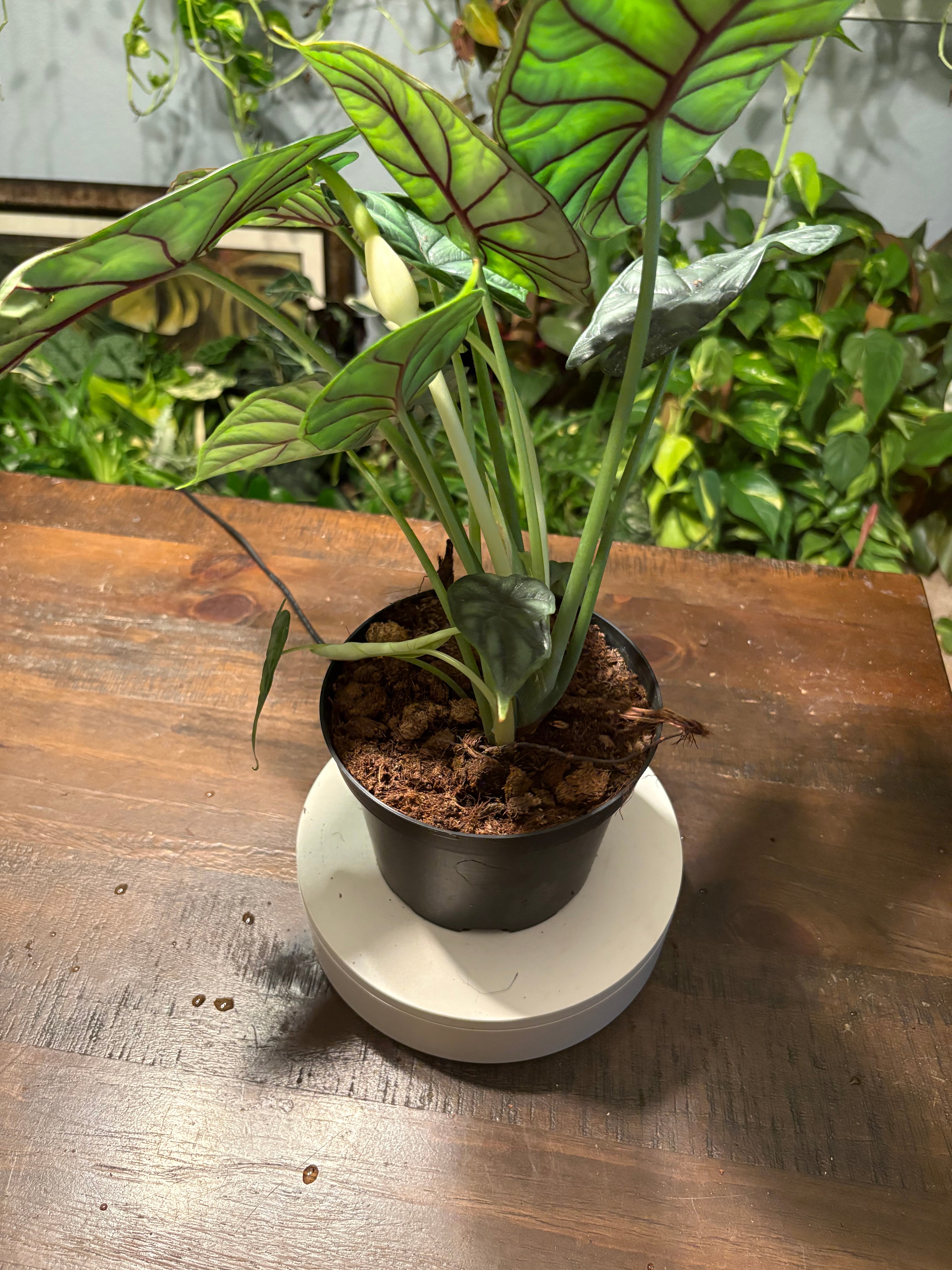 Alocasia Dragon Scale 6 inch