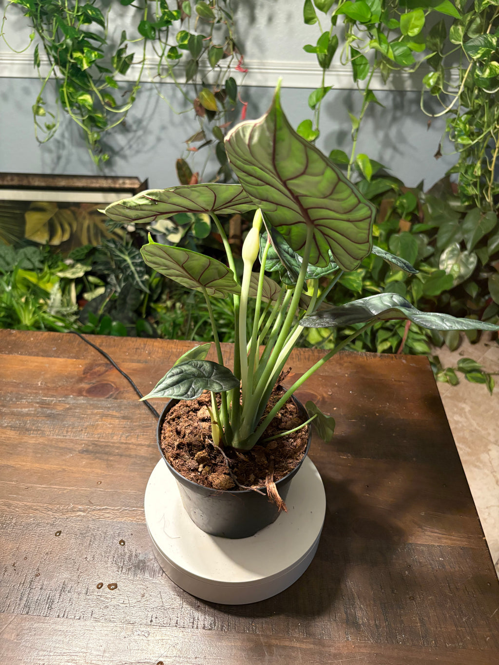 Alocasia Dragon Scale 6 inch