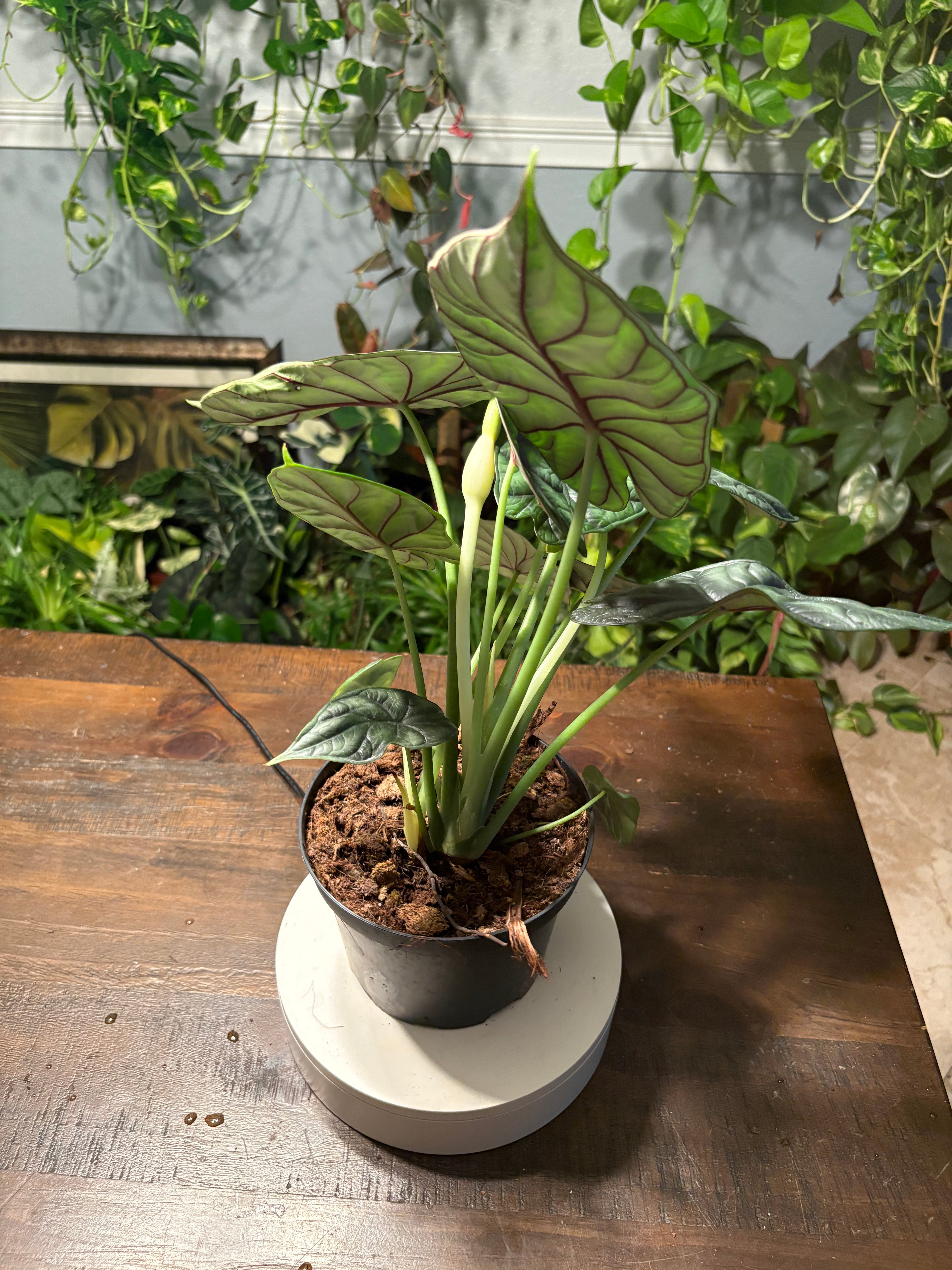 Alocasia Dragon Scale 6 inch