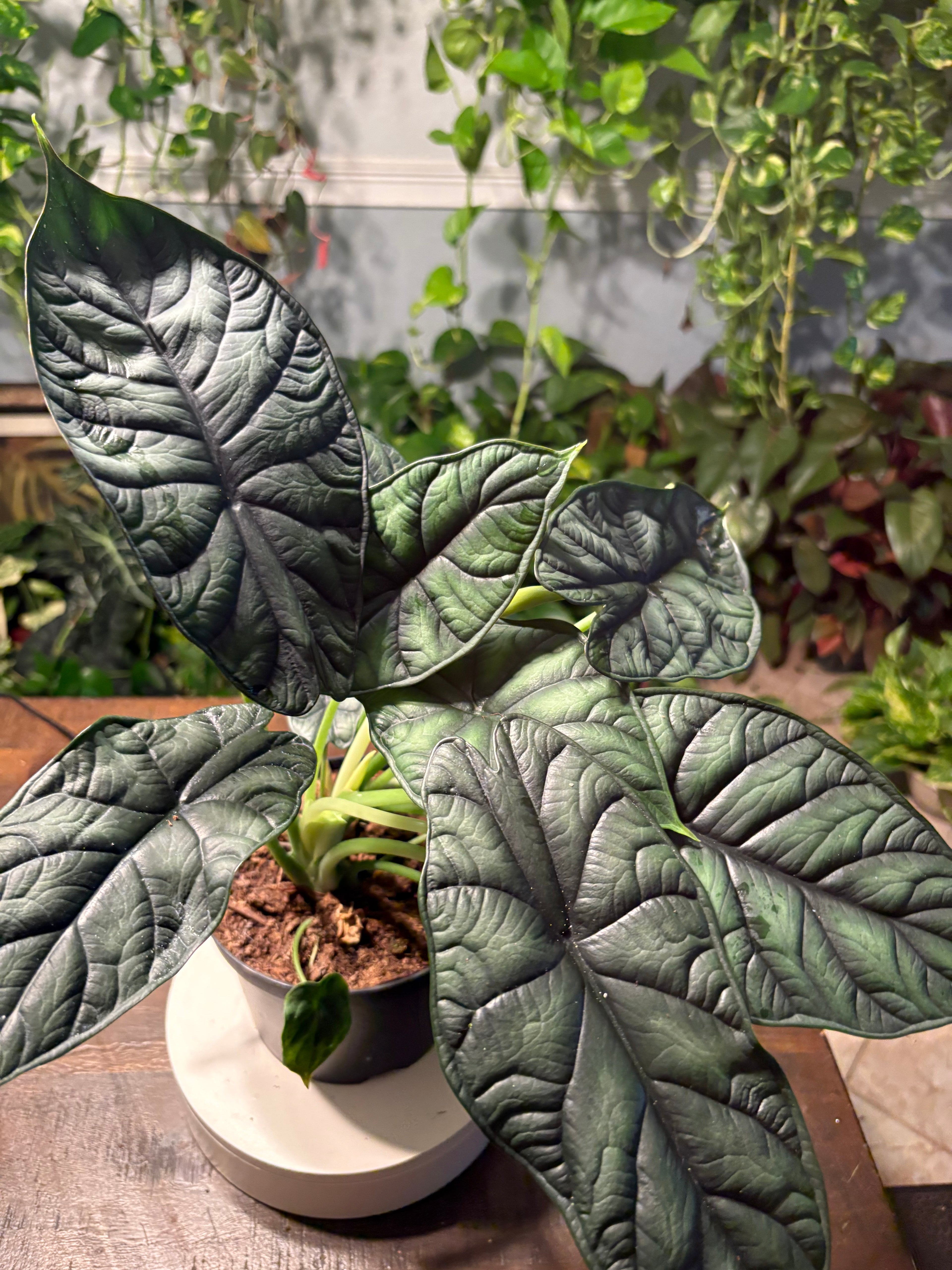 Alocasia Dragon Scale 6 inch