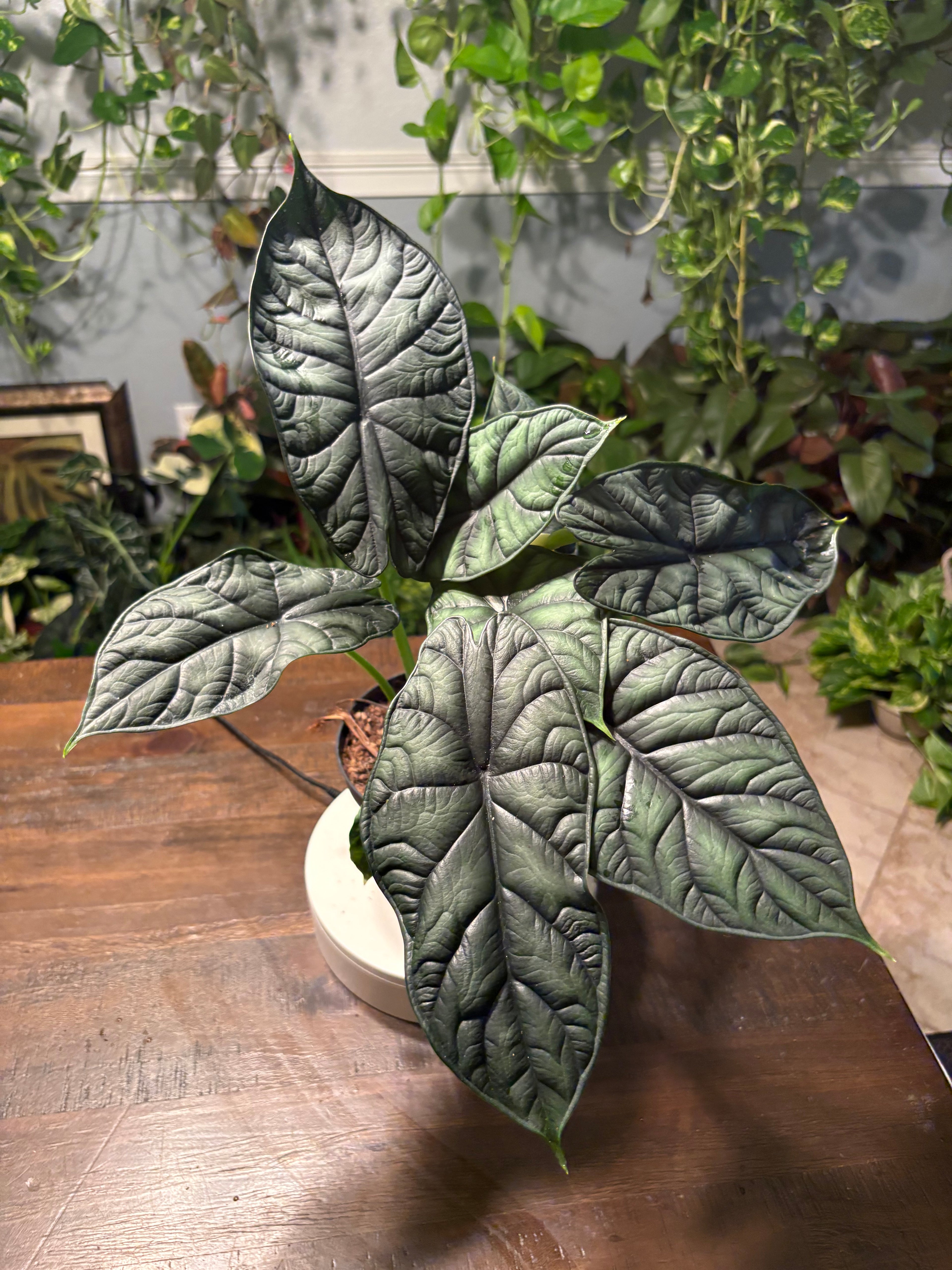 Alocasia Dragon Scale 6 inch