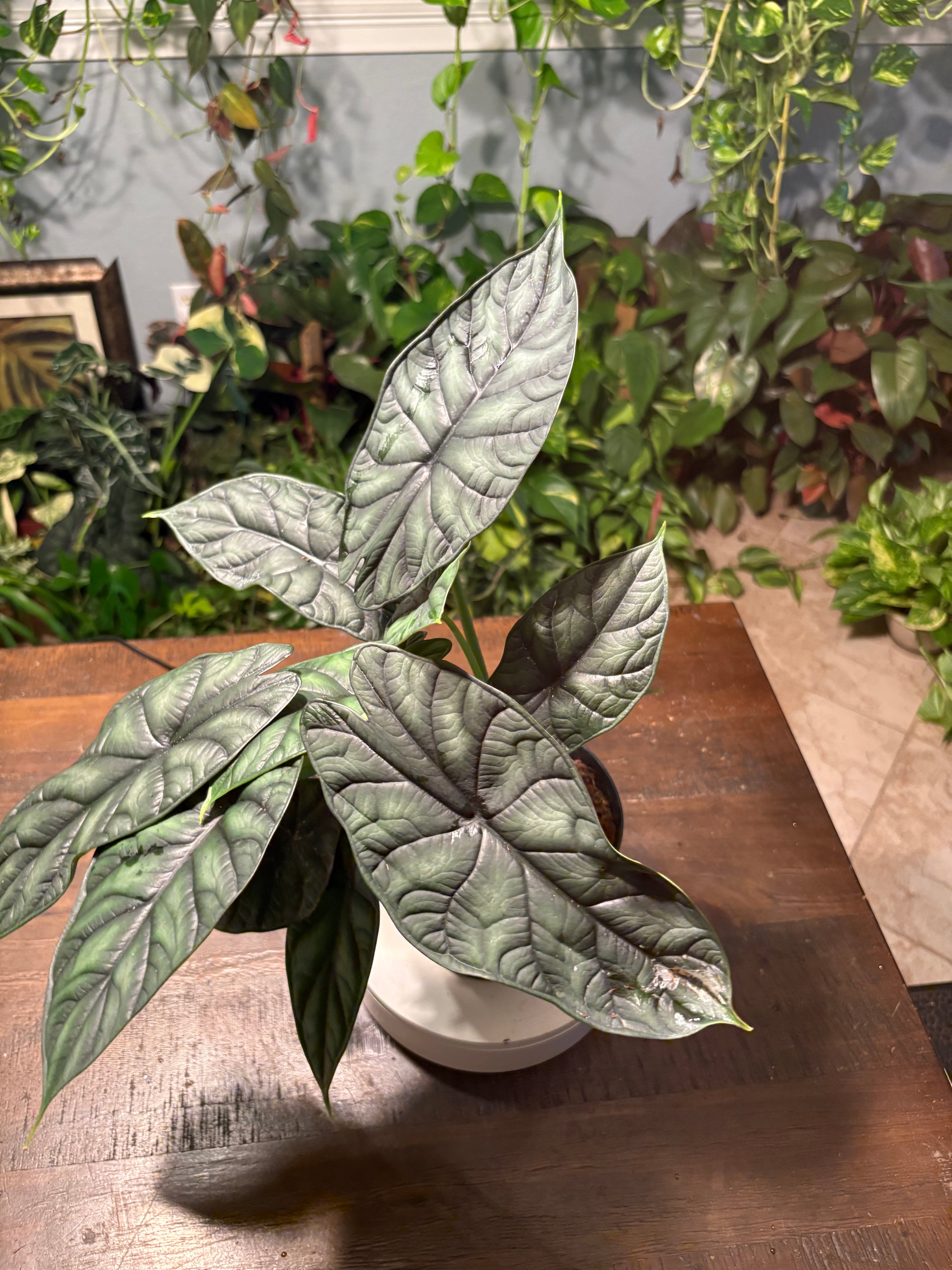 Alocasia Dragon Scale 6 inch
