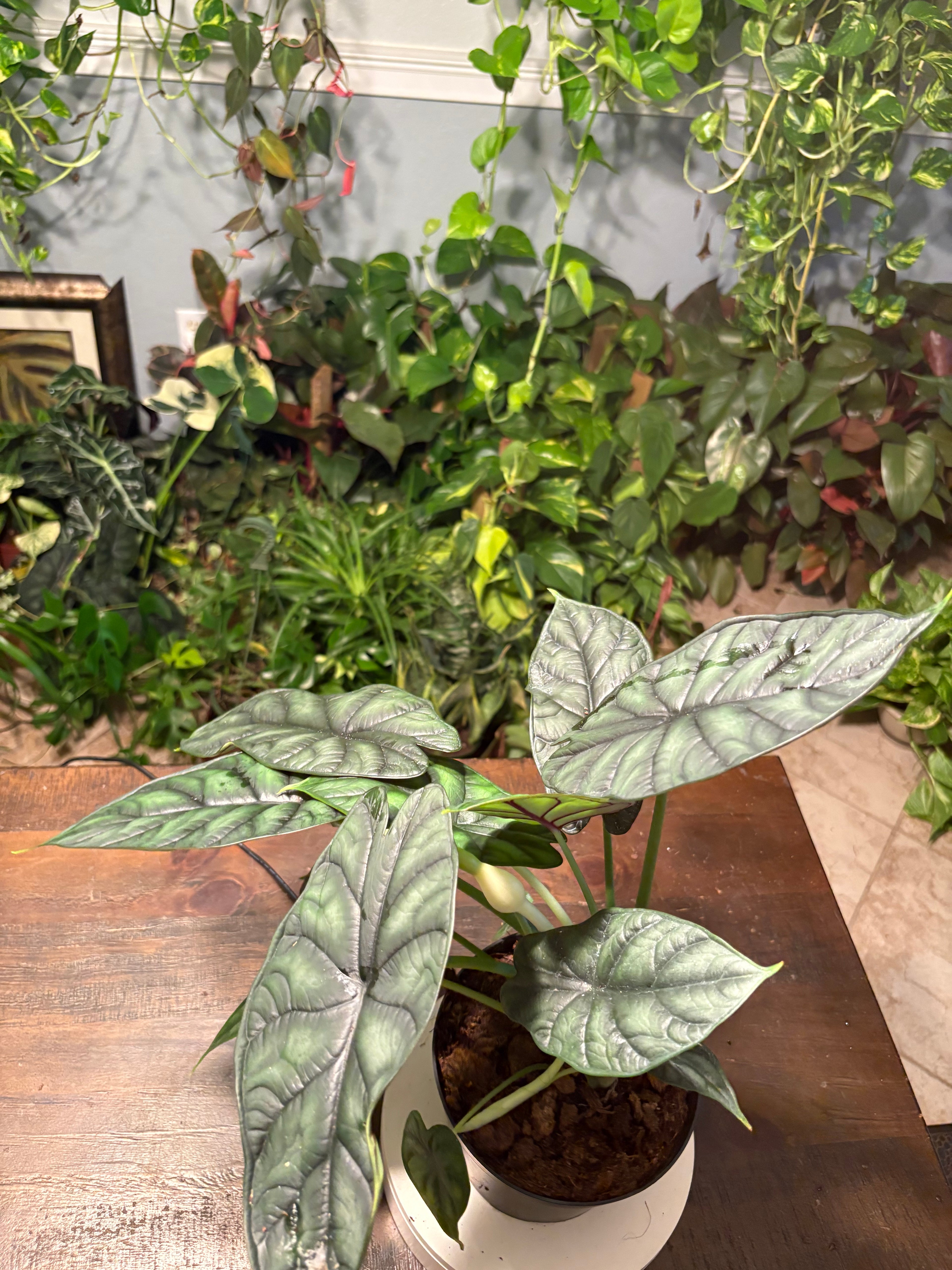 Alocasia Dragon Scale 6 inch