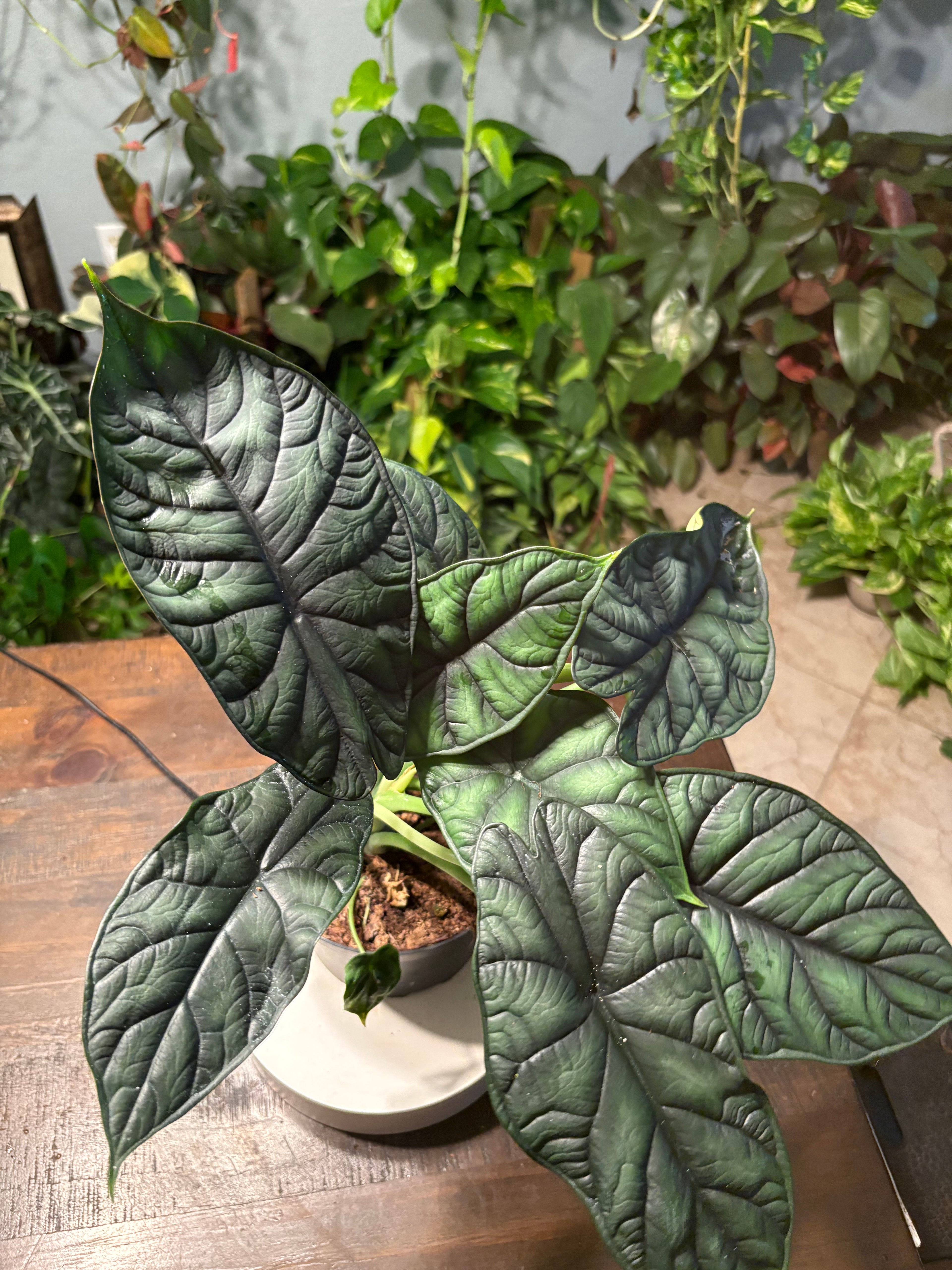 Alocasia Dragon Scale 6 inch