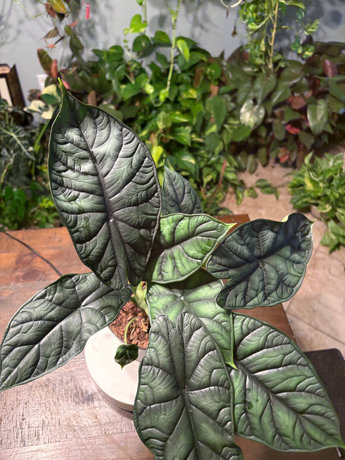 Alocasia Dragon Scale 6 inch
