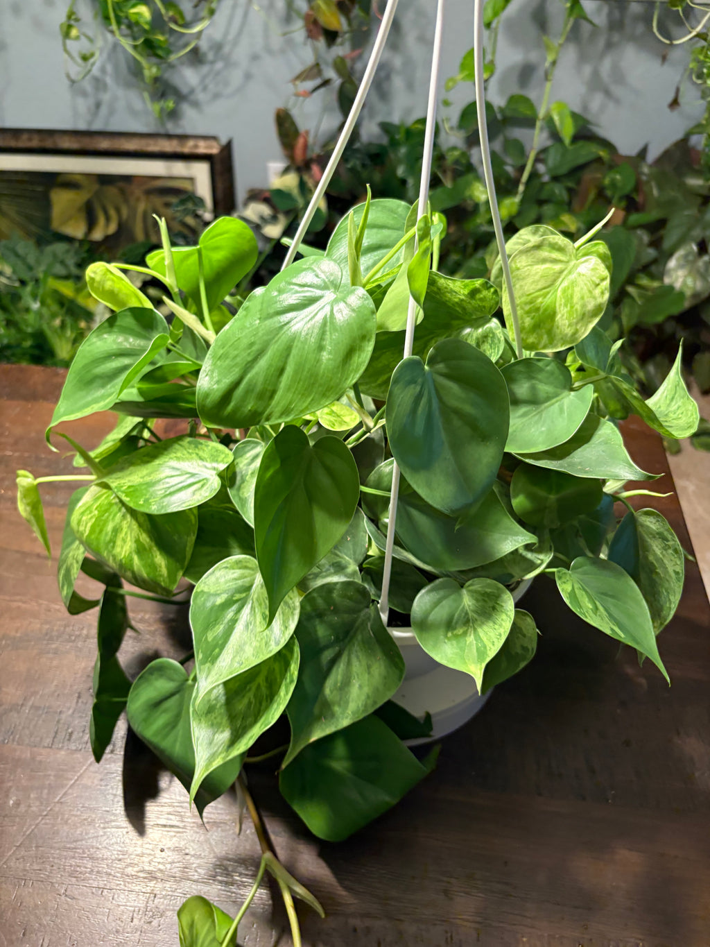 Variegated Heartleaf Philodendron 8 inch basket