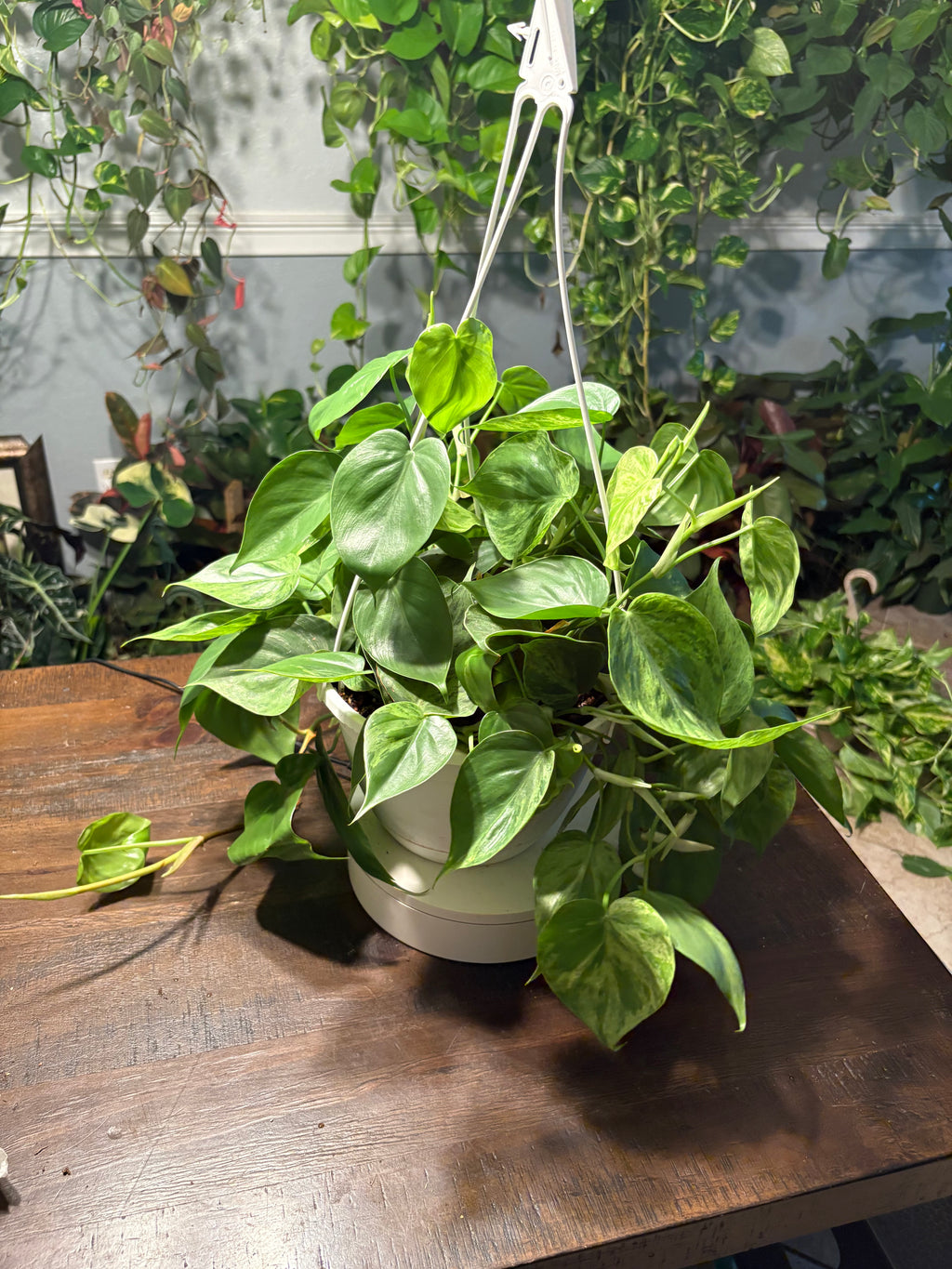 Variegated Heartleaf Philodendron 8 inch basket