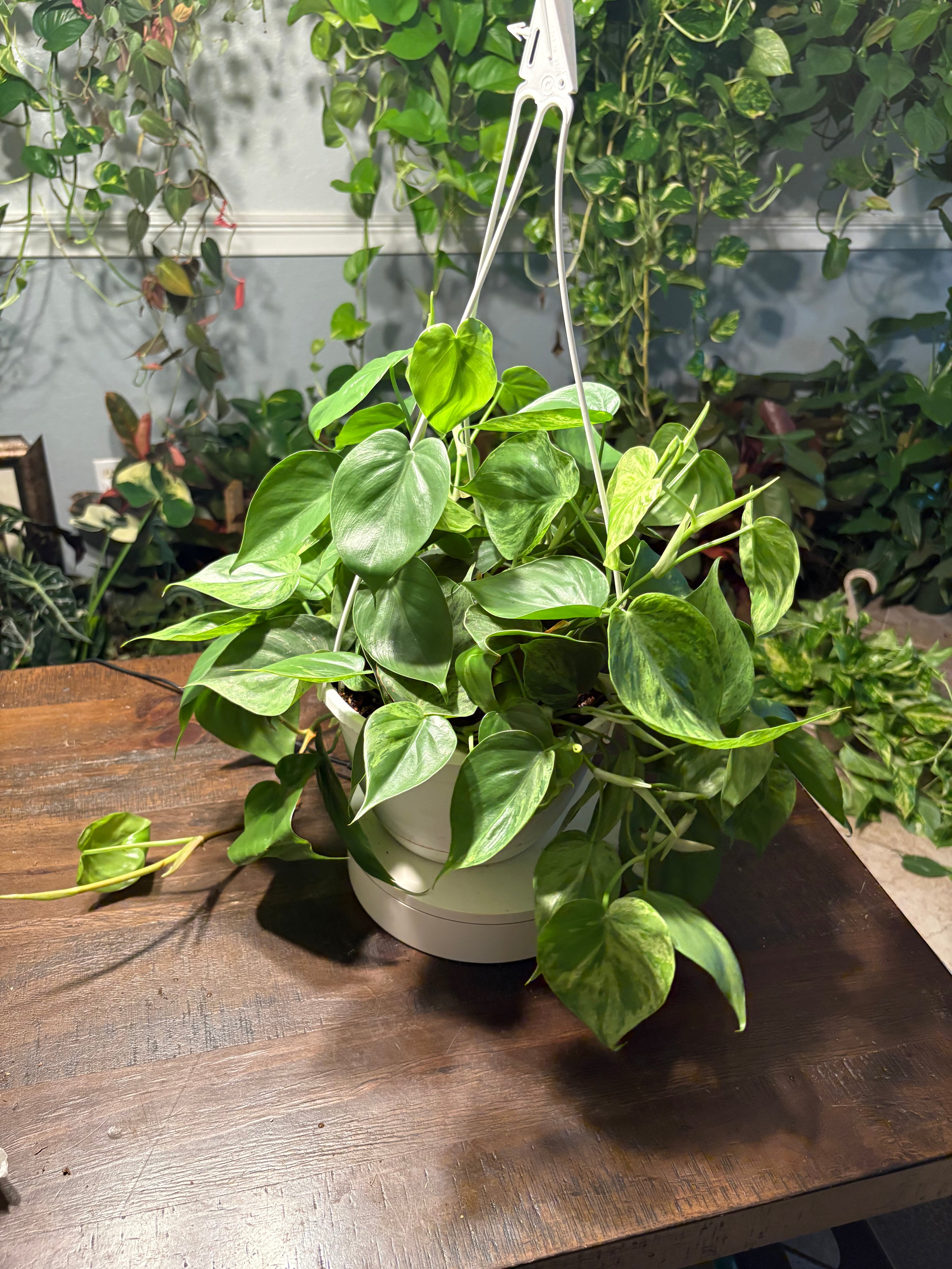 Variegated Heartleaf Philodendron 8 inch basket