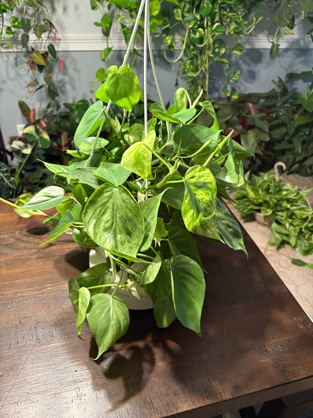 Variegated Heartleaf Philodendron 8 inch basket
