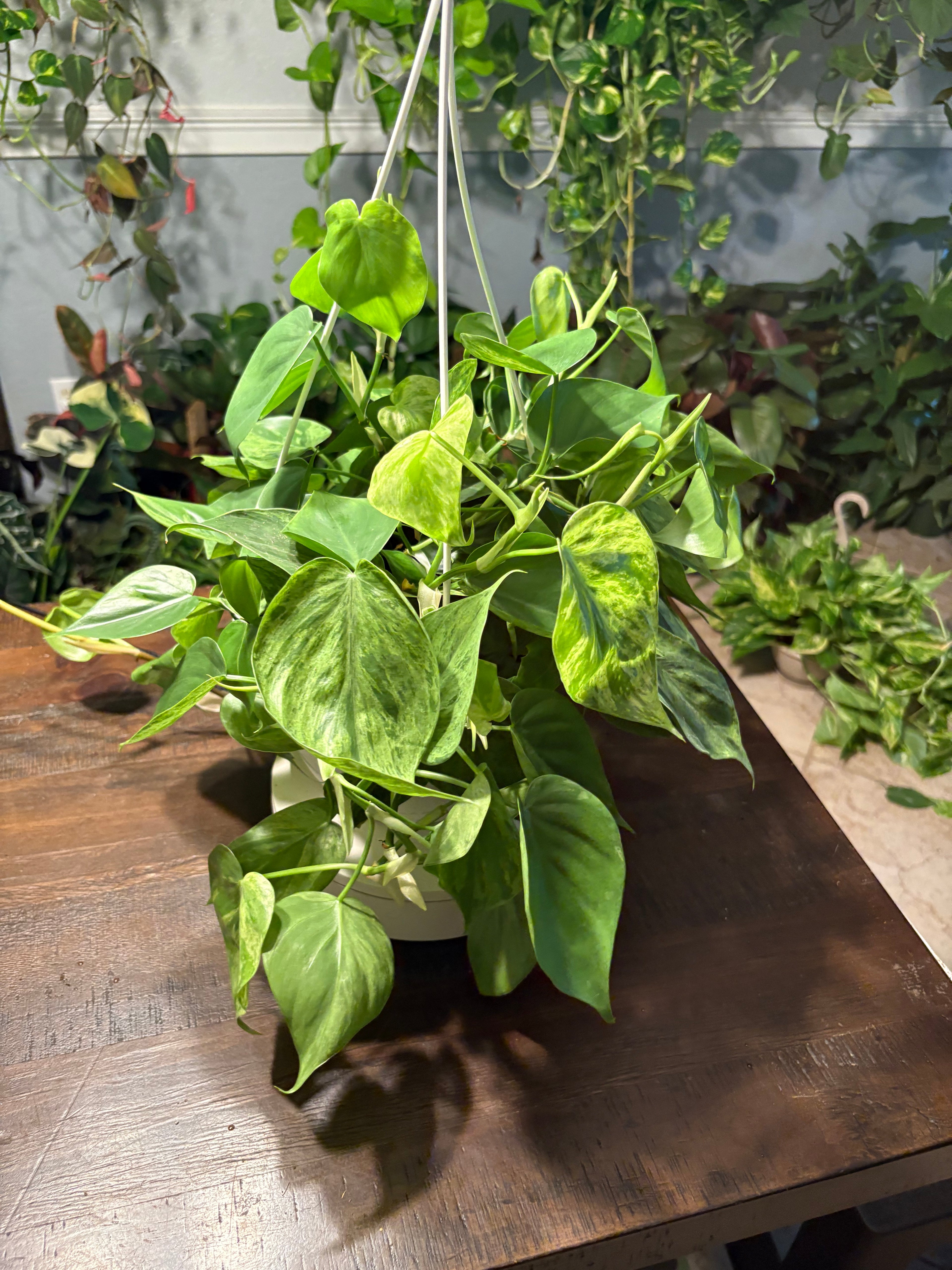 Variegated Heartleaf Philodendron 8 inch basket