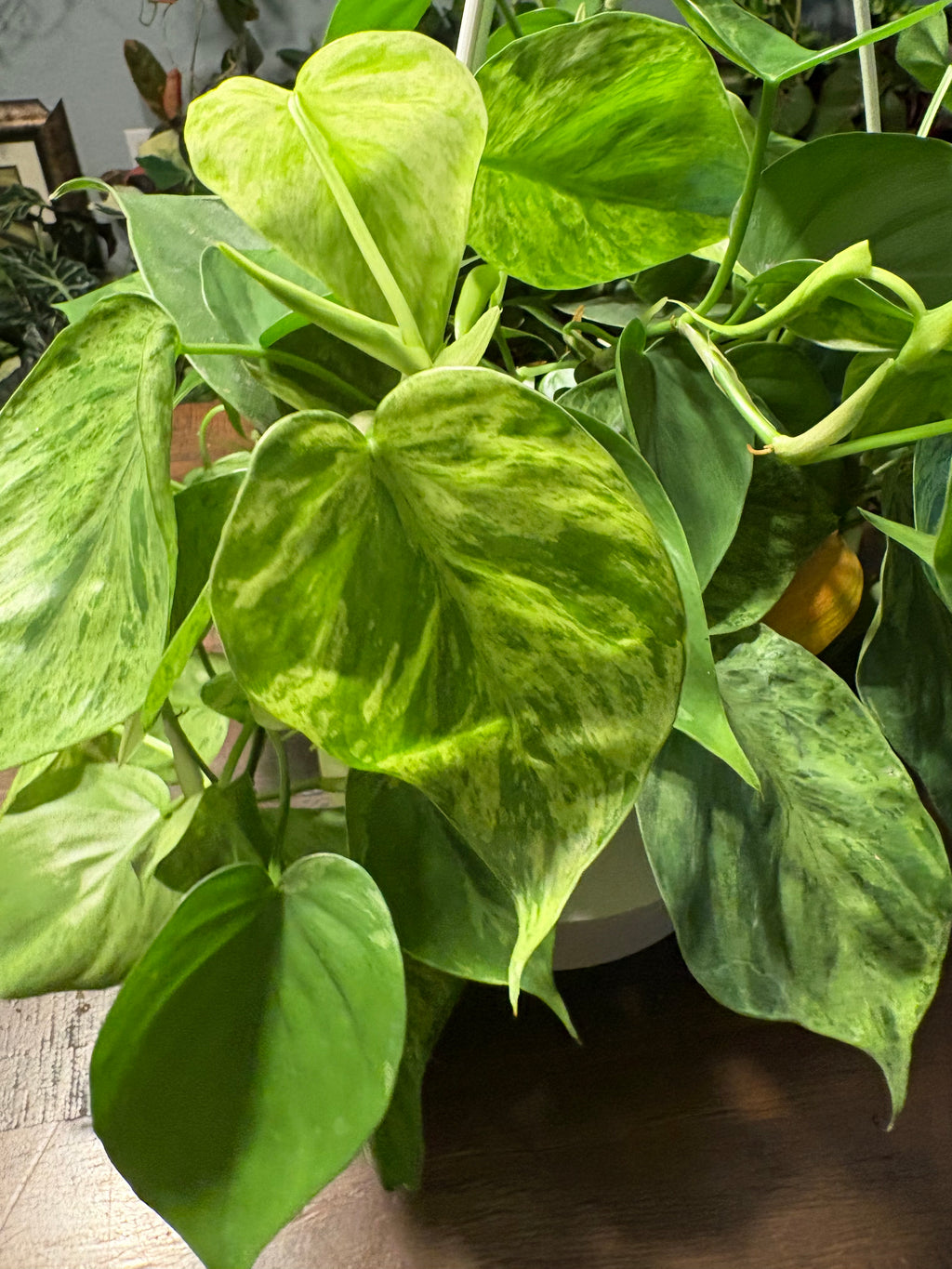 Variegated Heartleaf Philodendron 8 inch basket