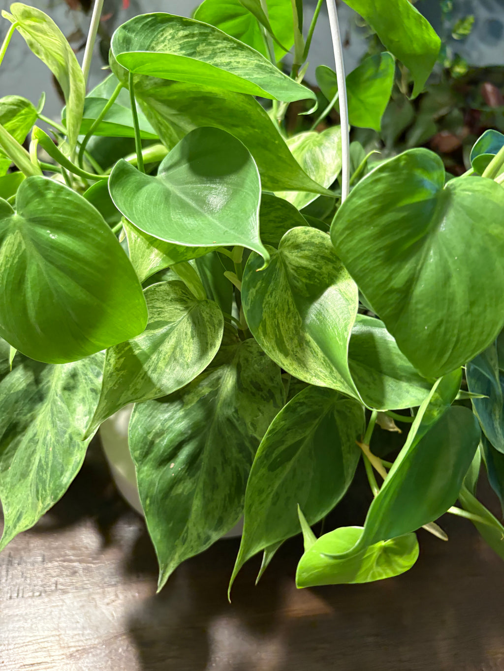 Variegated Heartleaf Philodendron 8 inch basket
