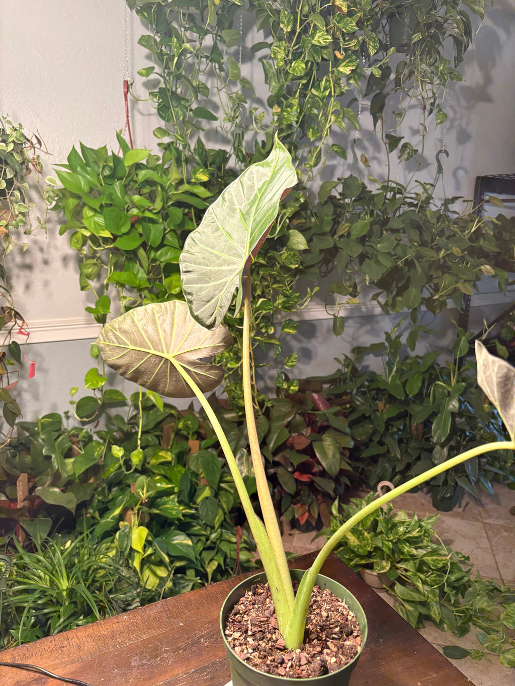 Alocasia Regal Shield 6 inch