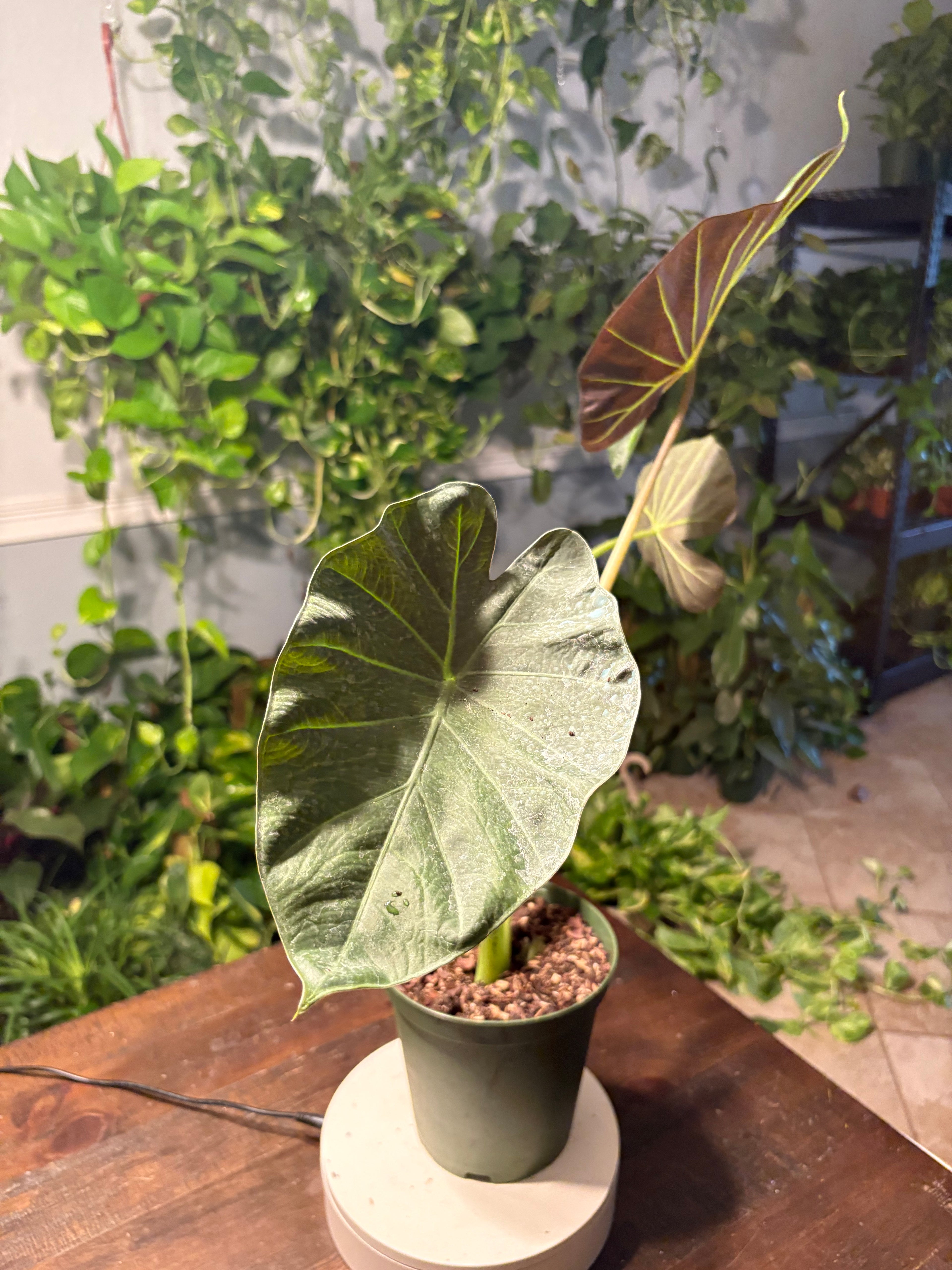 Alocasia Regal Shield 6 inch