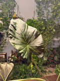 Alocasia Regal Shield 6 inch