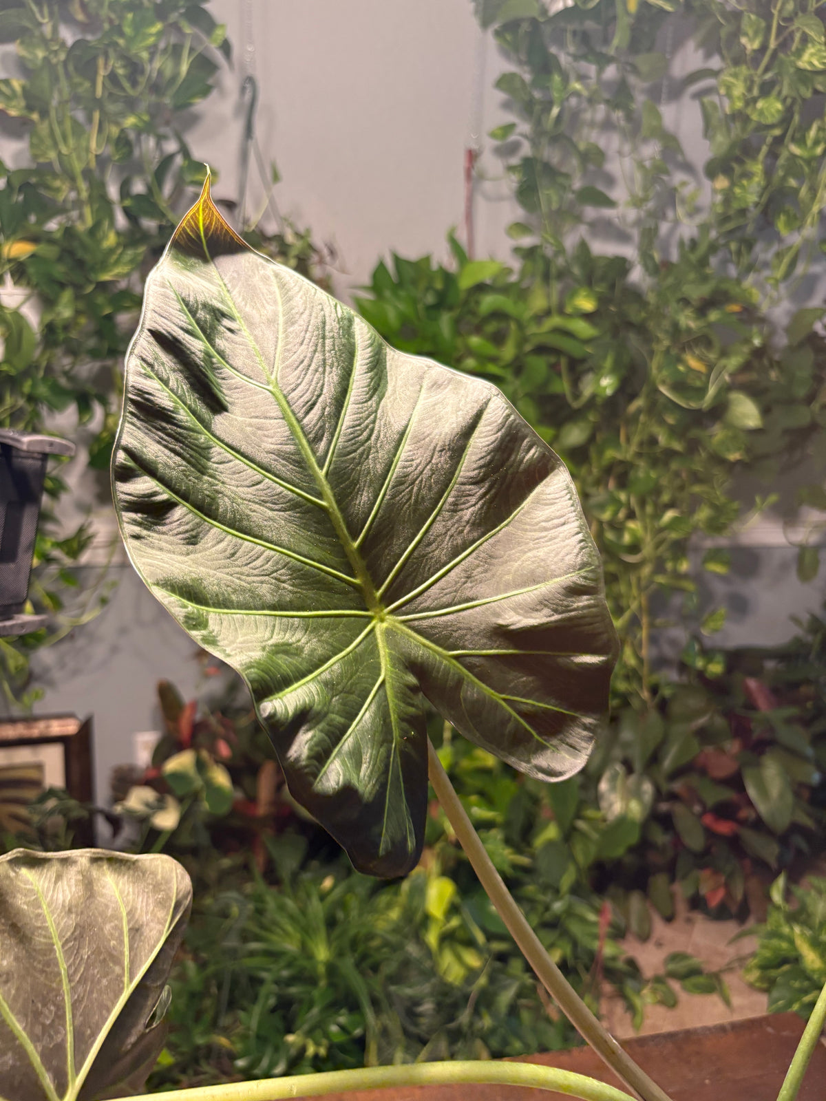 Alocasia Regal Shield 6 inch