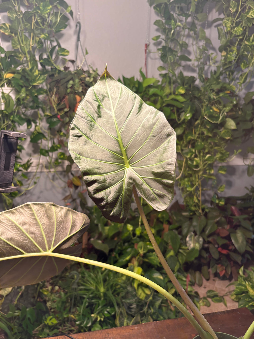 Alocasia Regal Shield 6 inch