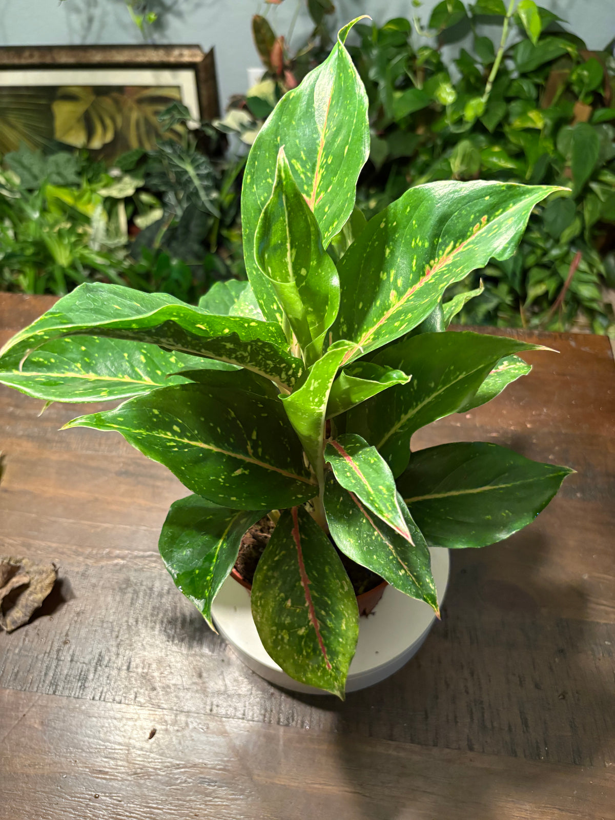 Aglaonema Chinese Evergreen 6 inch