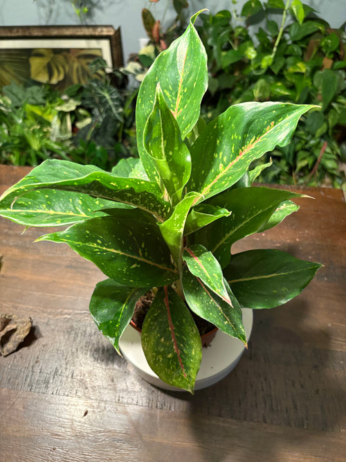 Aglaonema Chinese Evergreen 6 inch
