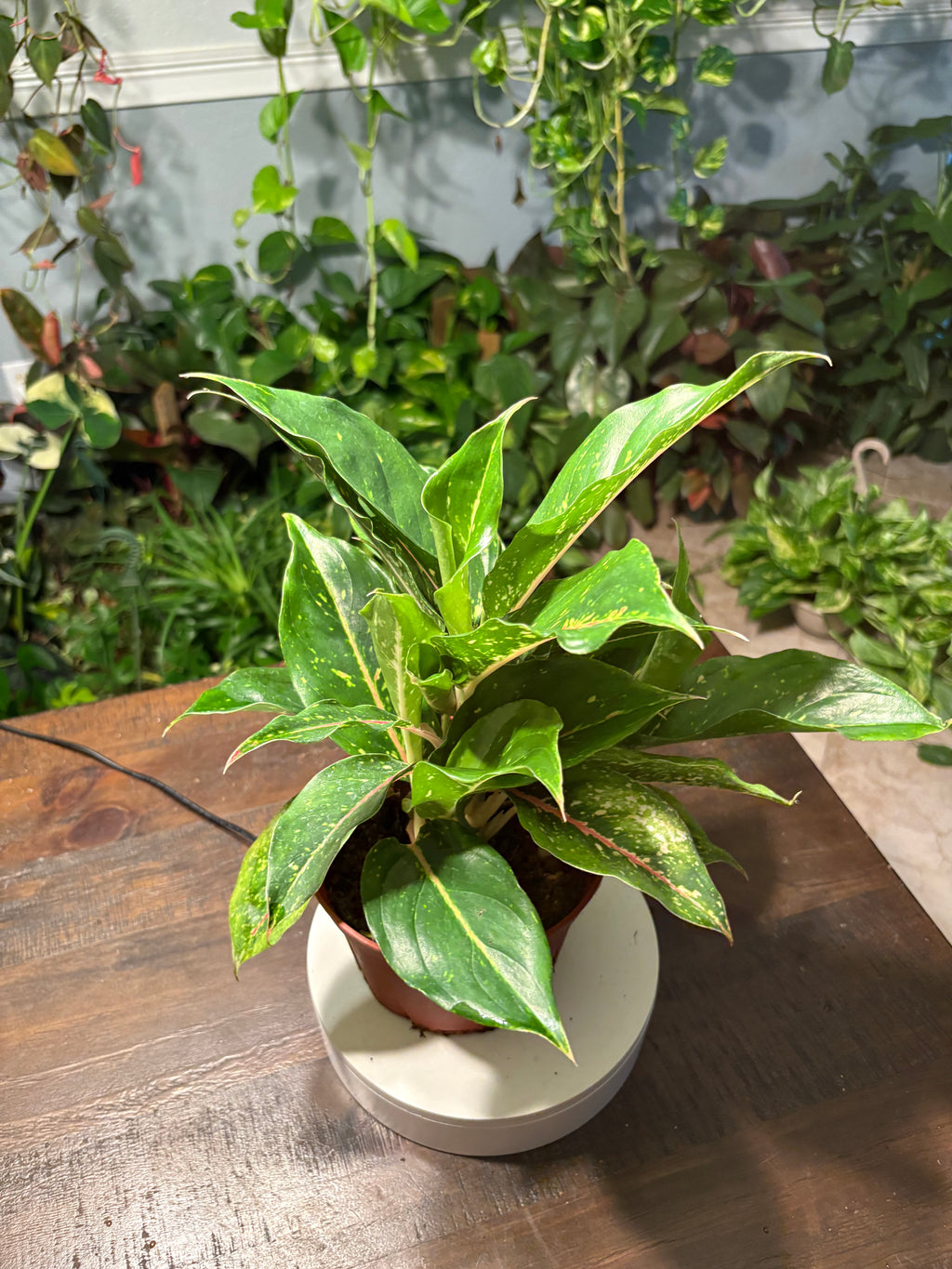 Aglaonema Chinese Evergreen 6 inch
