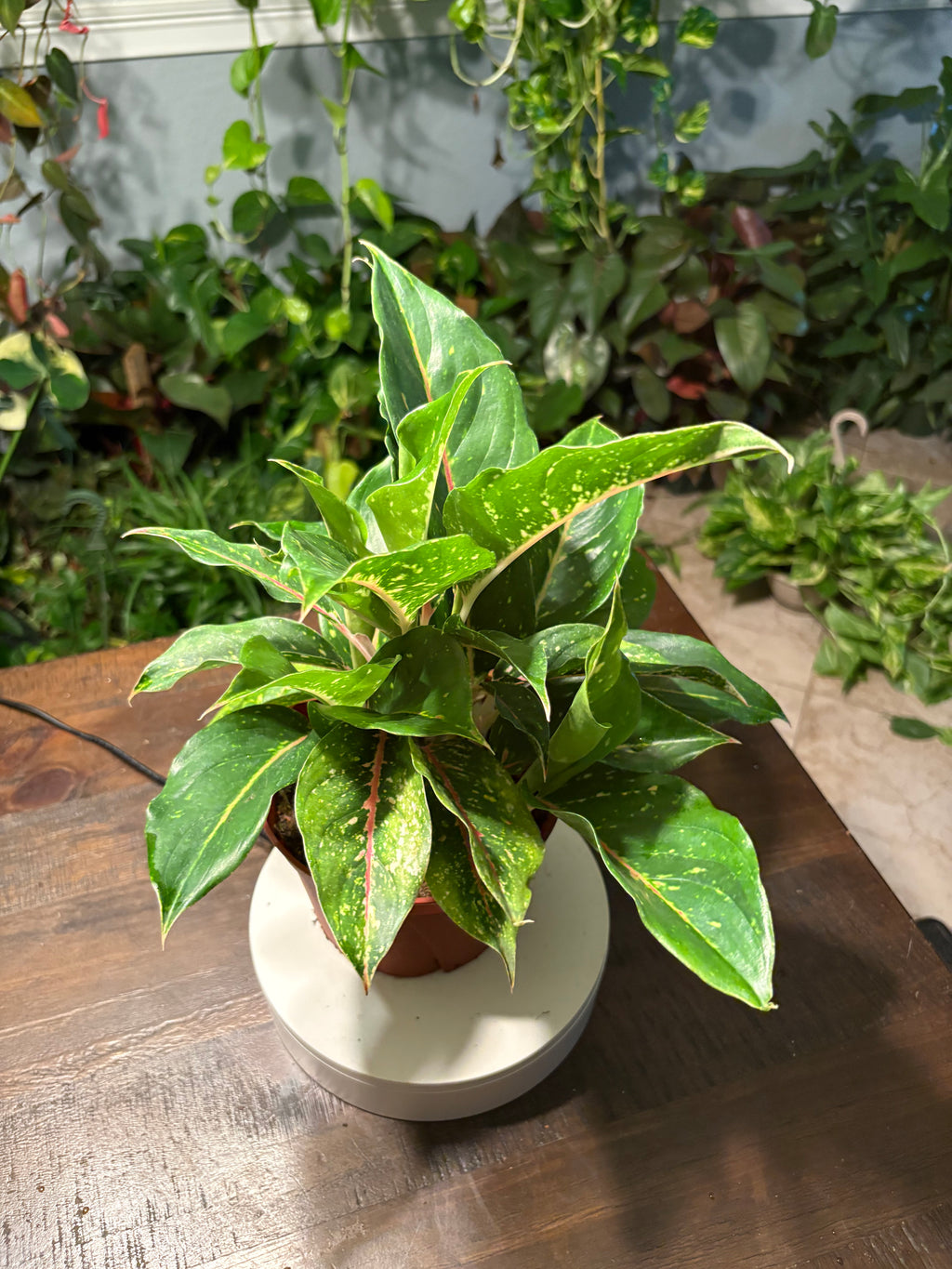 Aglaonema Chinese Evergreen 6 inch