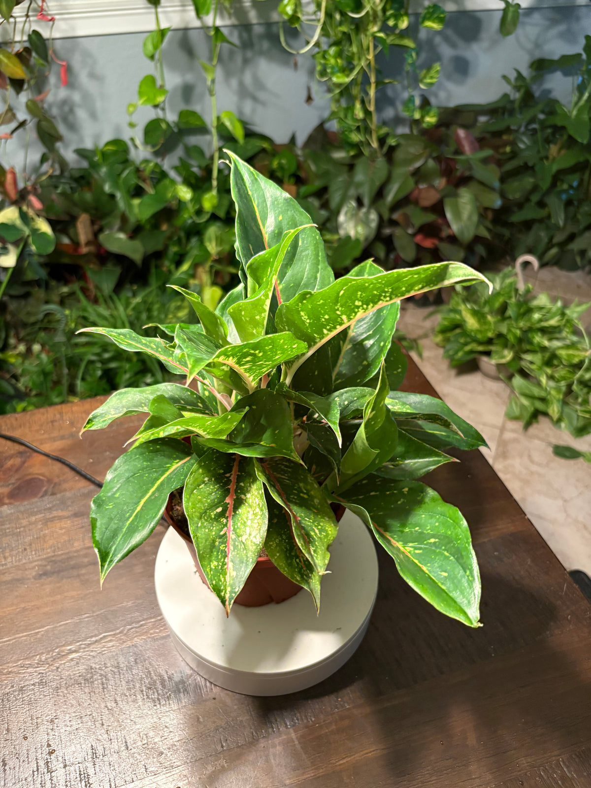 Aglaonema Chinese Evergreen 6 inch
