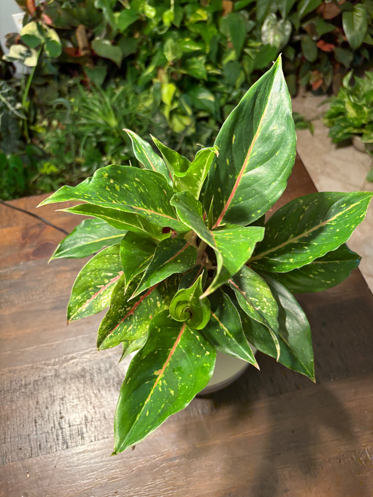 Aglaonema Chinese Evergreen 6 inch