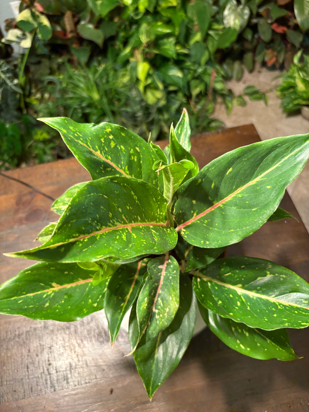 Aglaonema Chinese Evergreen 6 inch