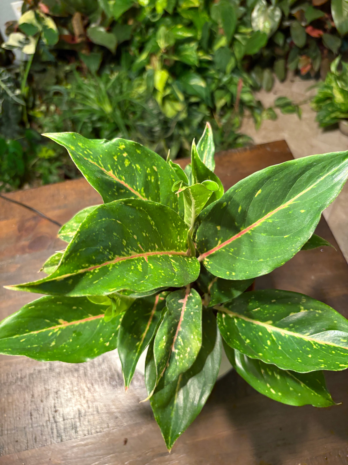Aglaonema Chinese Evergreen 6 inch