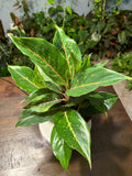 Aglaonema Chinese Evergreen 6 inch