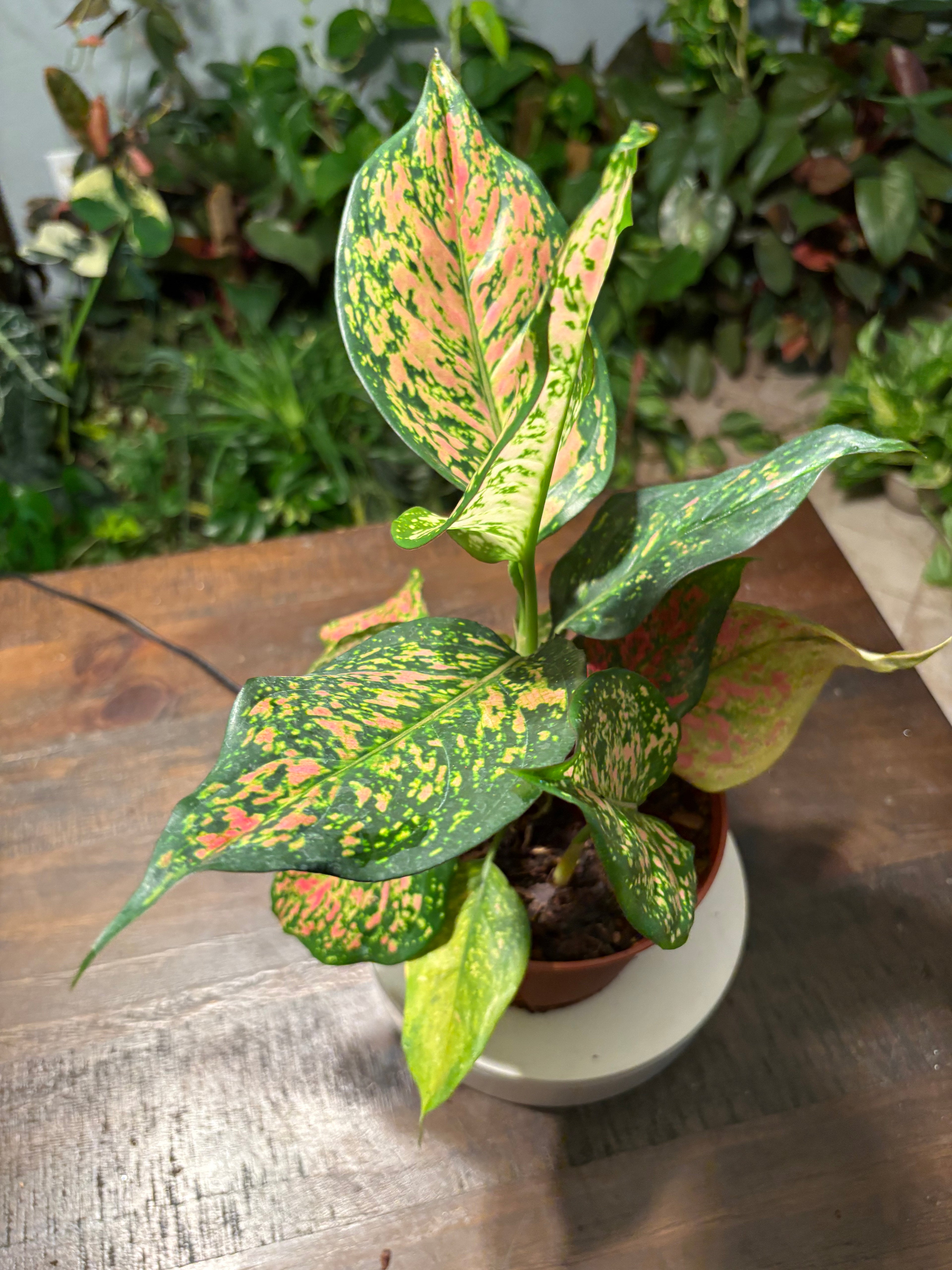 Aglaonema Lady Valentine Chinese Evergreen 6 inch