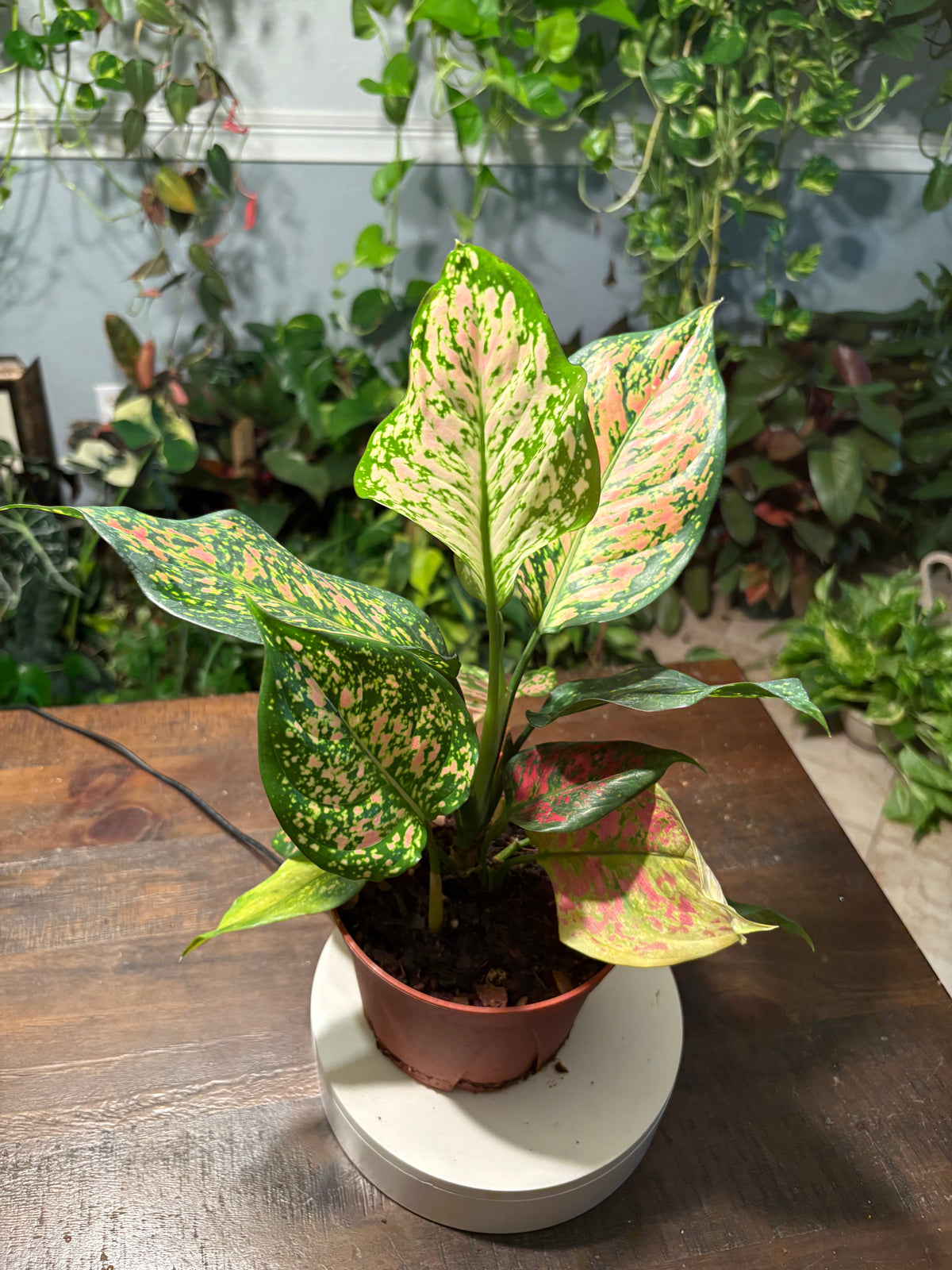 Aglaonema Lady Valentine Chinese Evergreen 6 inch