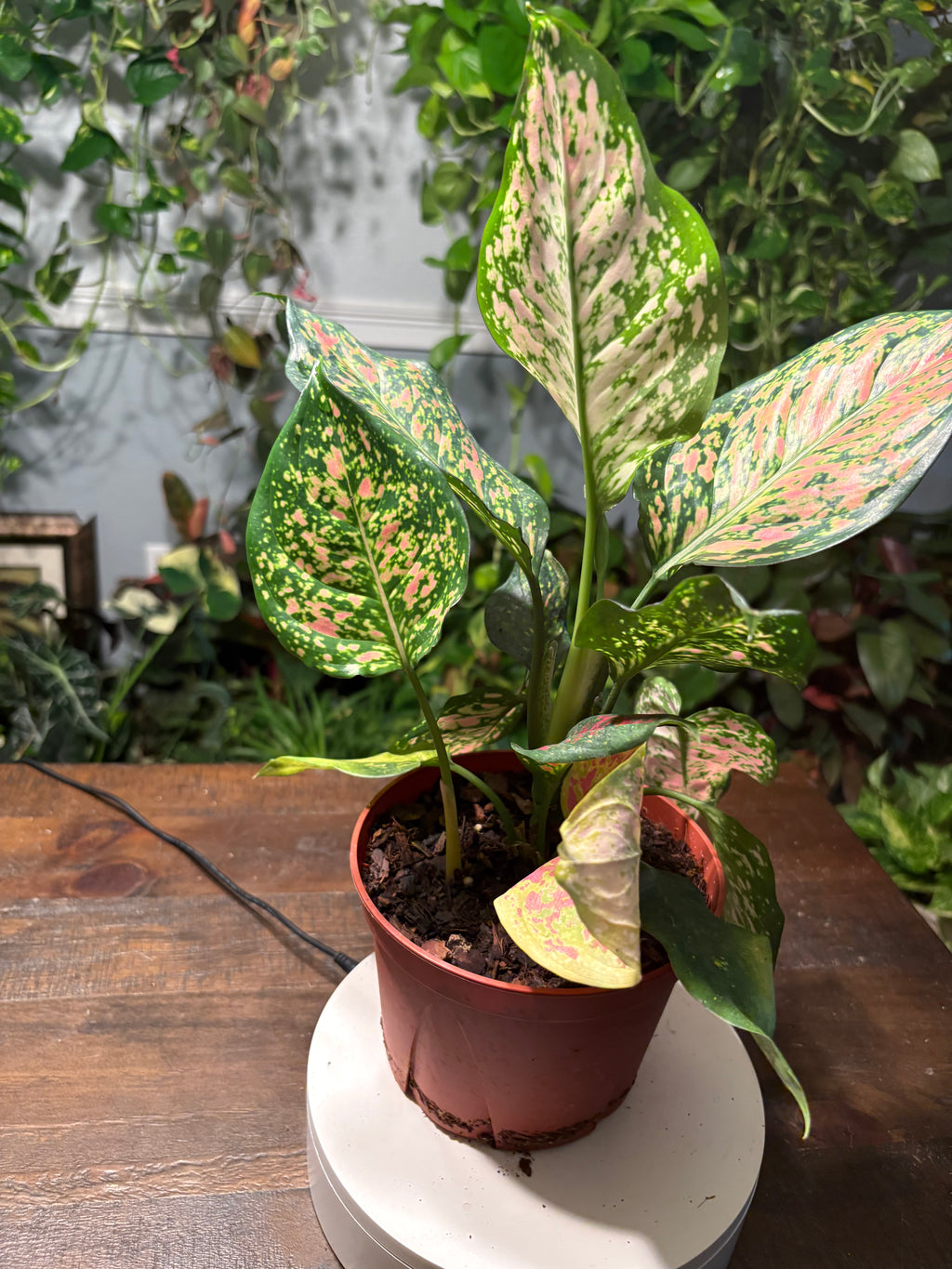 Aglaonema Lady Valentine Chinese Evergreen 6 inch