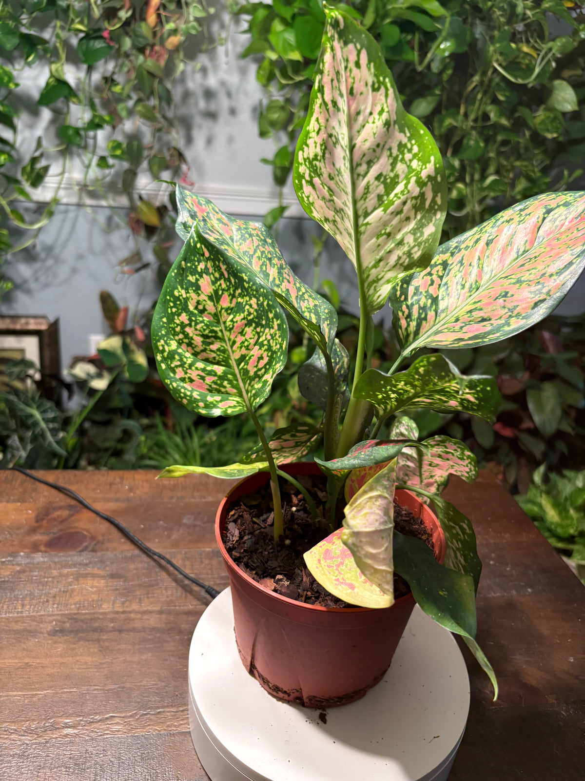 Aglaonema Lady Valentine Chinese Evergreen 6 inch