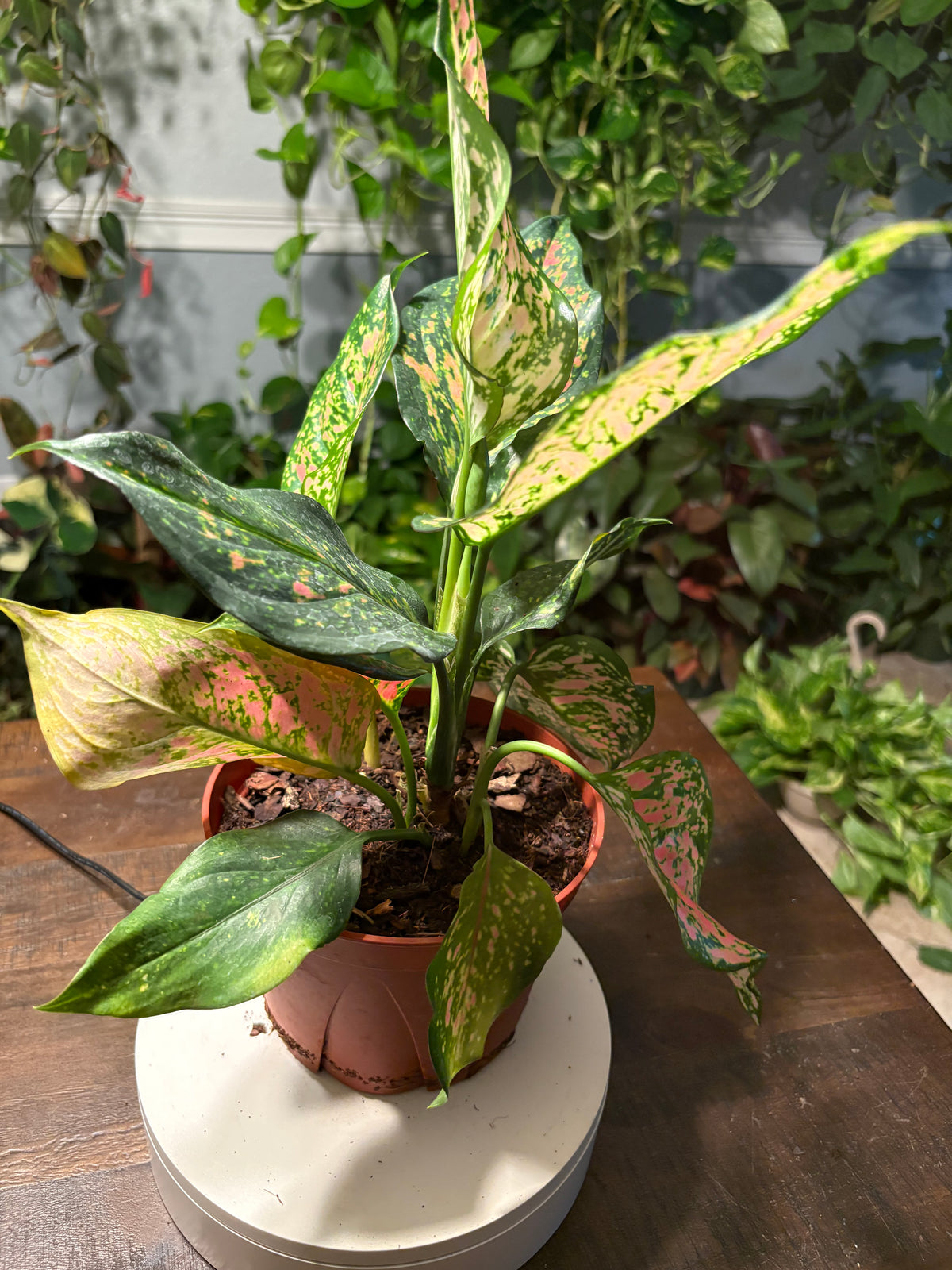 Aglaonema Lady Valentine Chinese Evergreen 6 inch