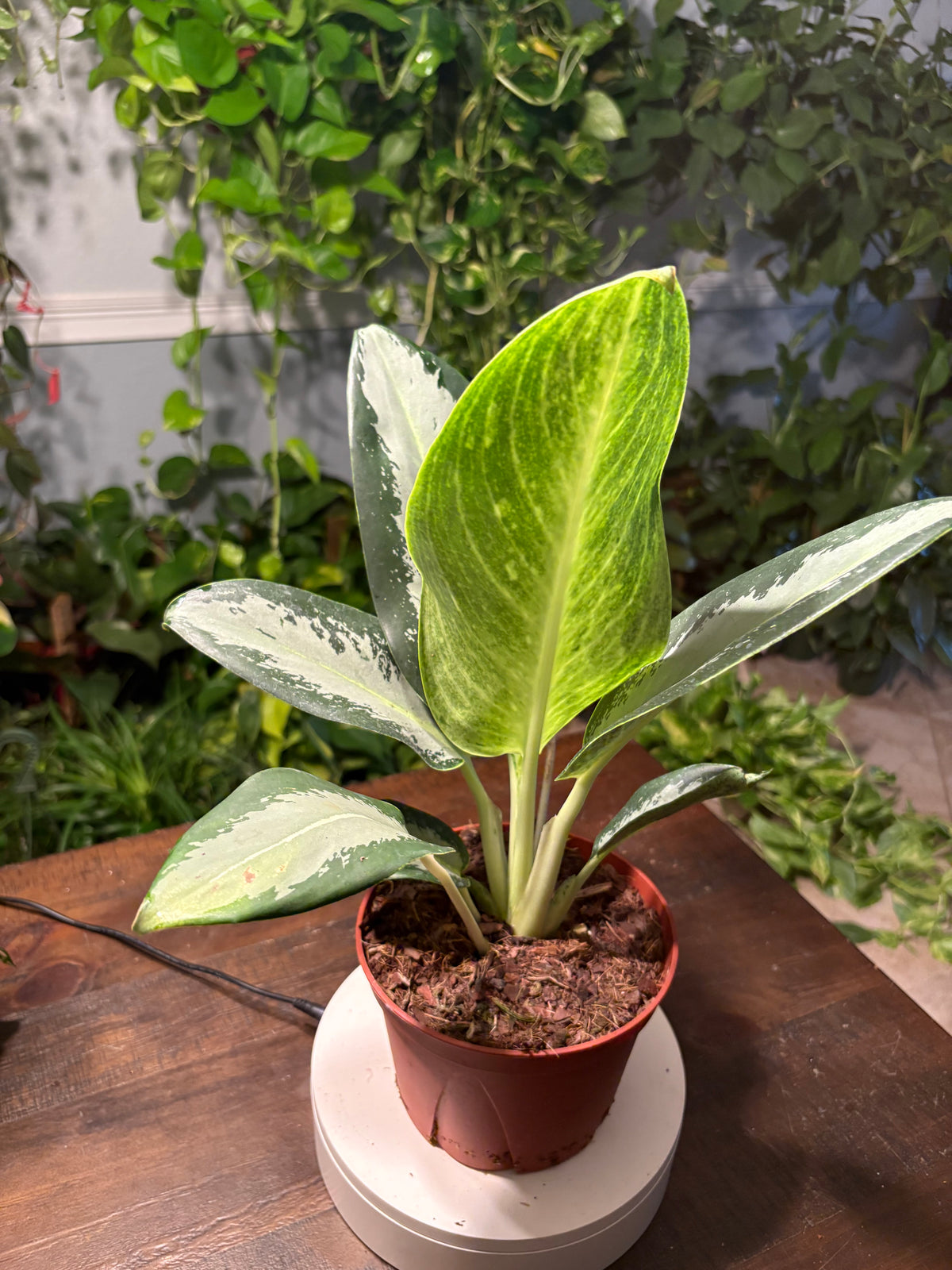 Aglaonema 'Silver Bay' Chinese Evergreen