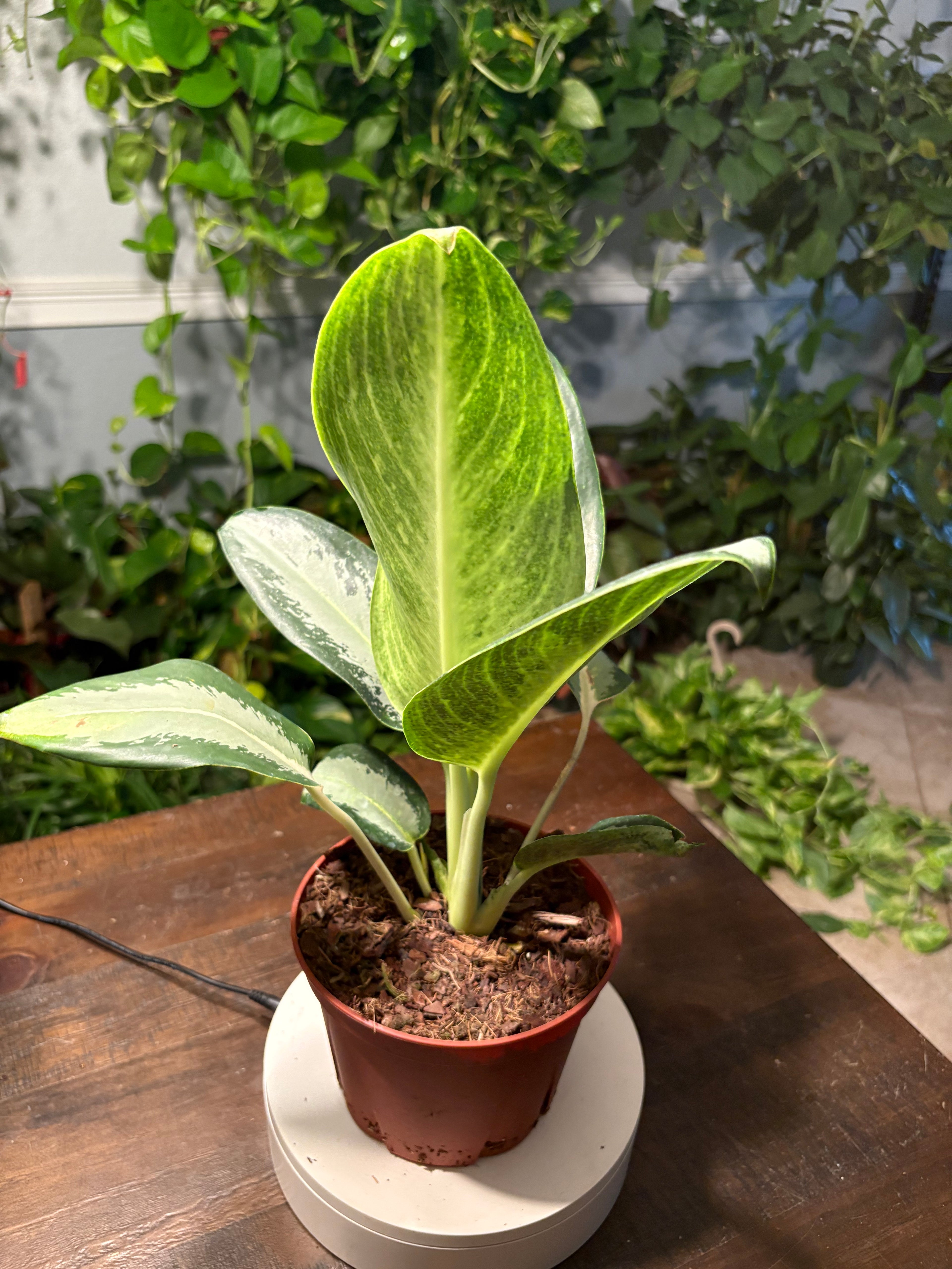 Aglaonema 'Silver Bay' Chinese Evergreen