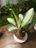 Aglaonema 'Silver Bay' Chinese Evergreen