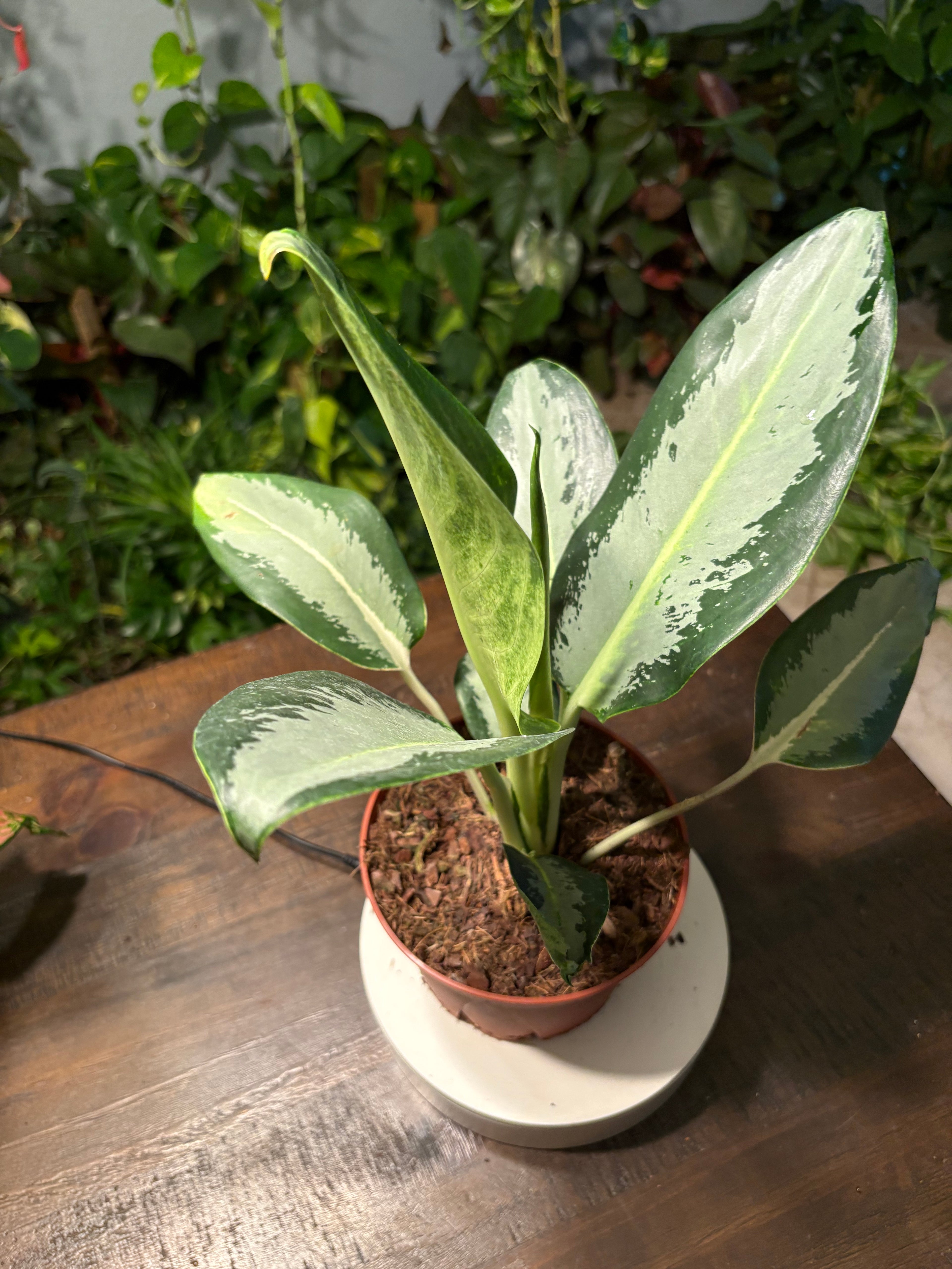 Aglaonema 'Silver Bay' Chinese Evergreen