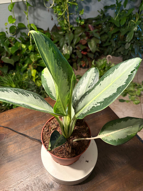 Aglaonema 'Silver Bay' Chinese Evergreen