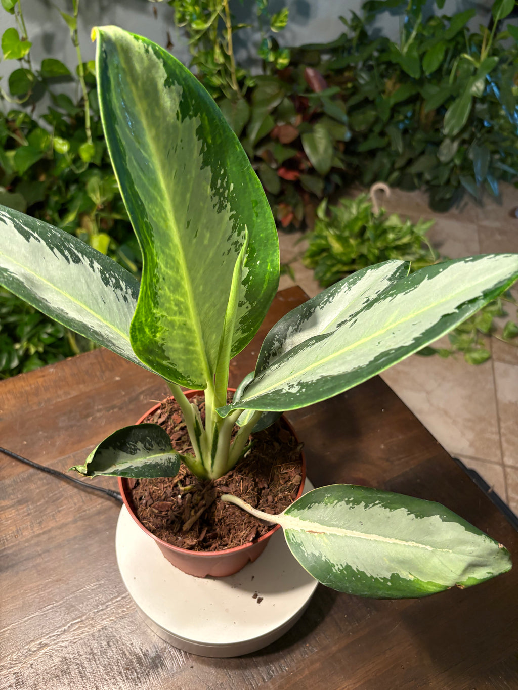 Aglaonema 'Silver Bay' Chinese Evergreen