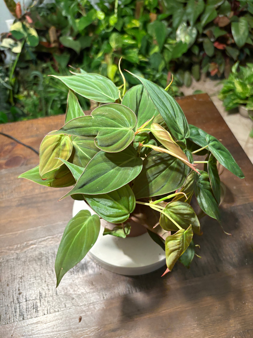 Philodendron Micans Velvet Leaf 6 inch