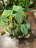 Philodendron Micans Velvet Leaf 6 inch