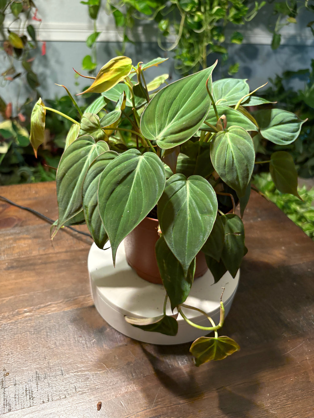 Philodendron Micans Velvet Leaf 6 inch