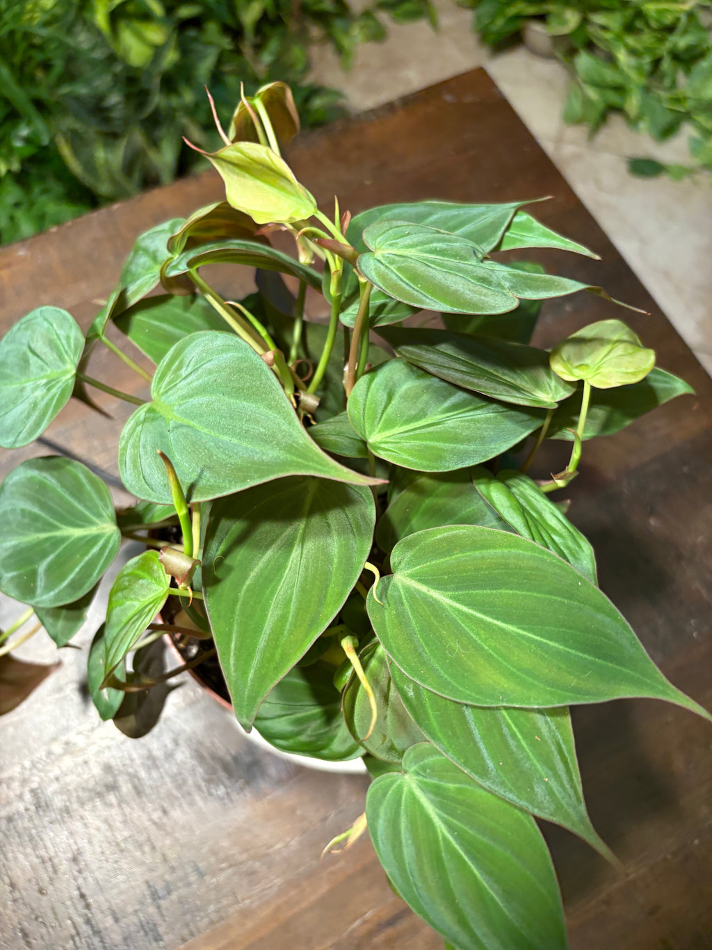 Philodendron Micans Velvet Leaf 6 inch