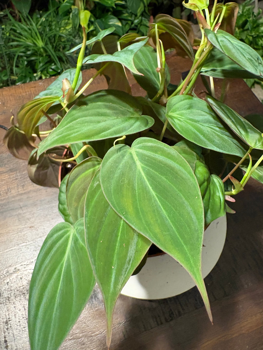 Philodendron Micans Velvet Leaf 6 inch