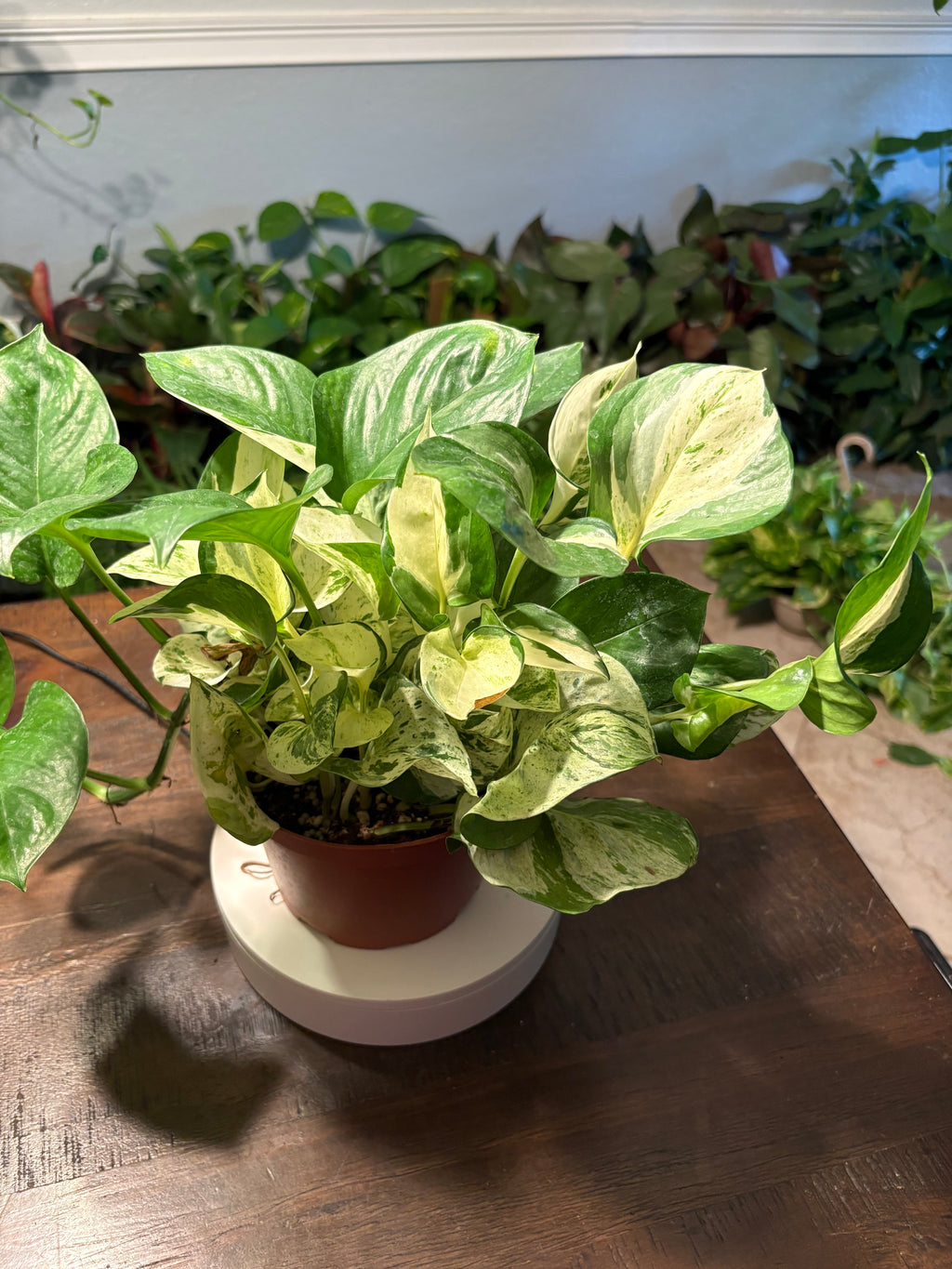 Manjula Pothos 6 inch